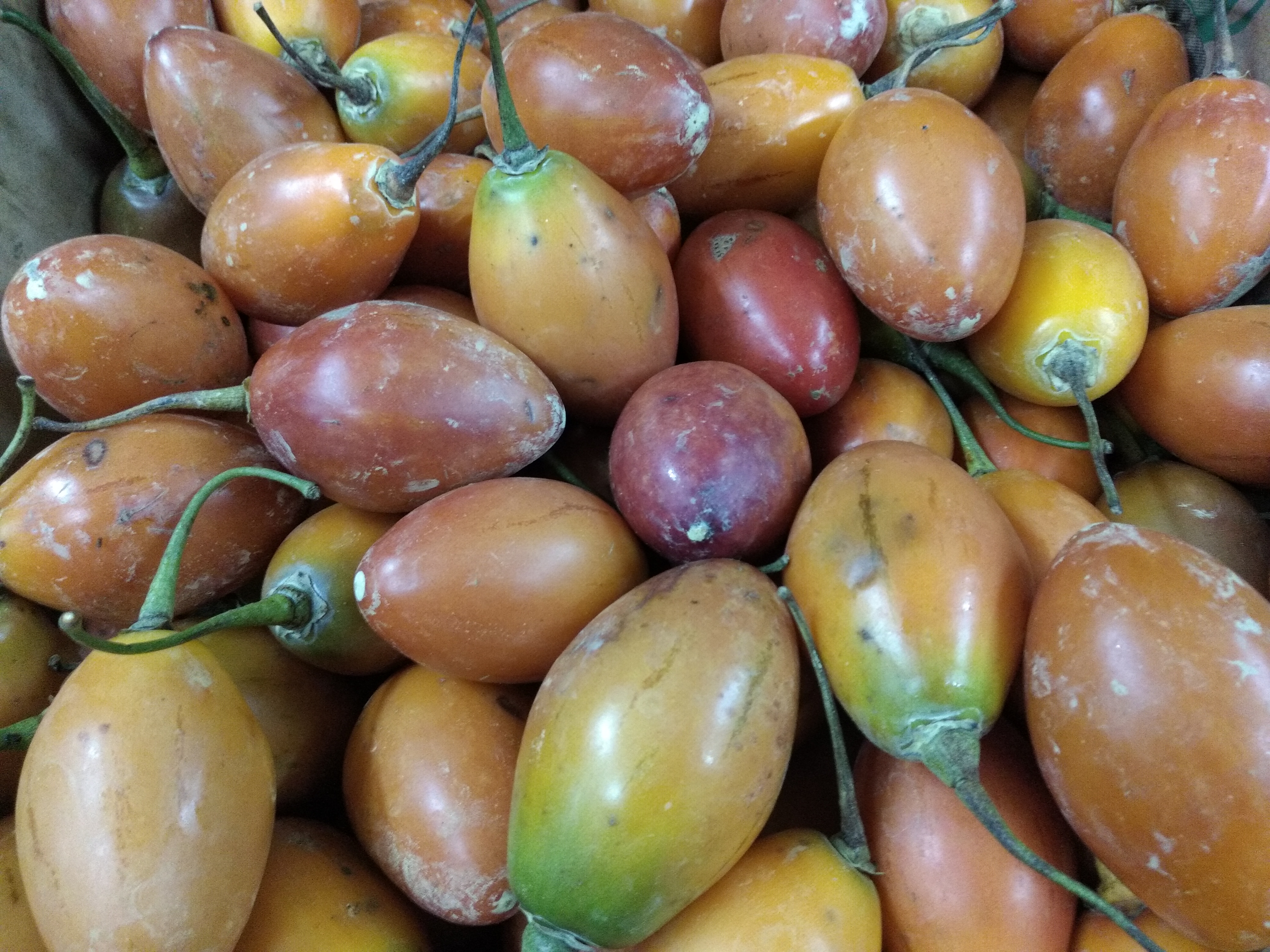 Tomate de árbol