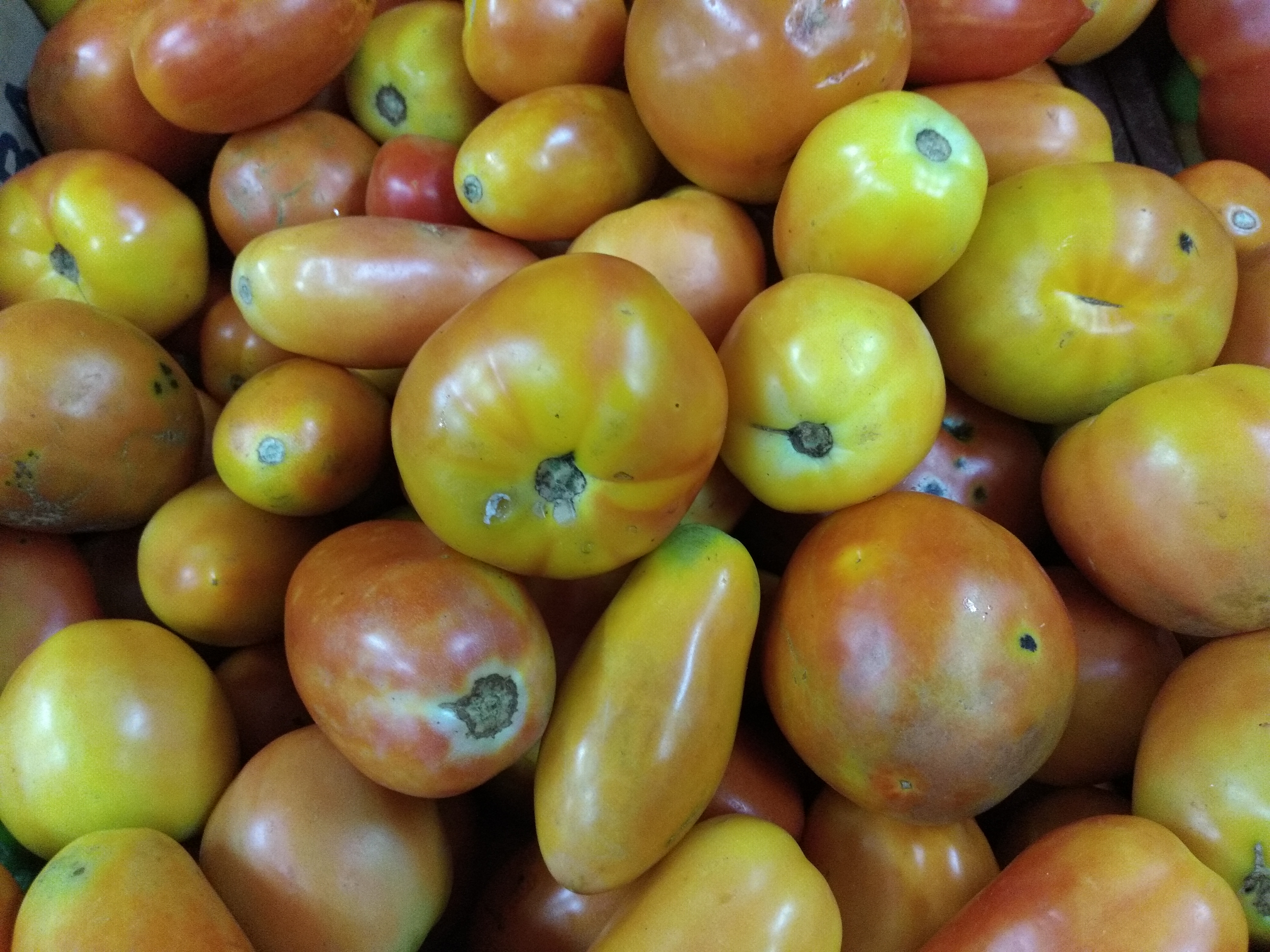 Tomate