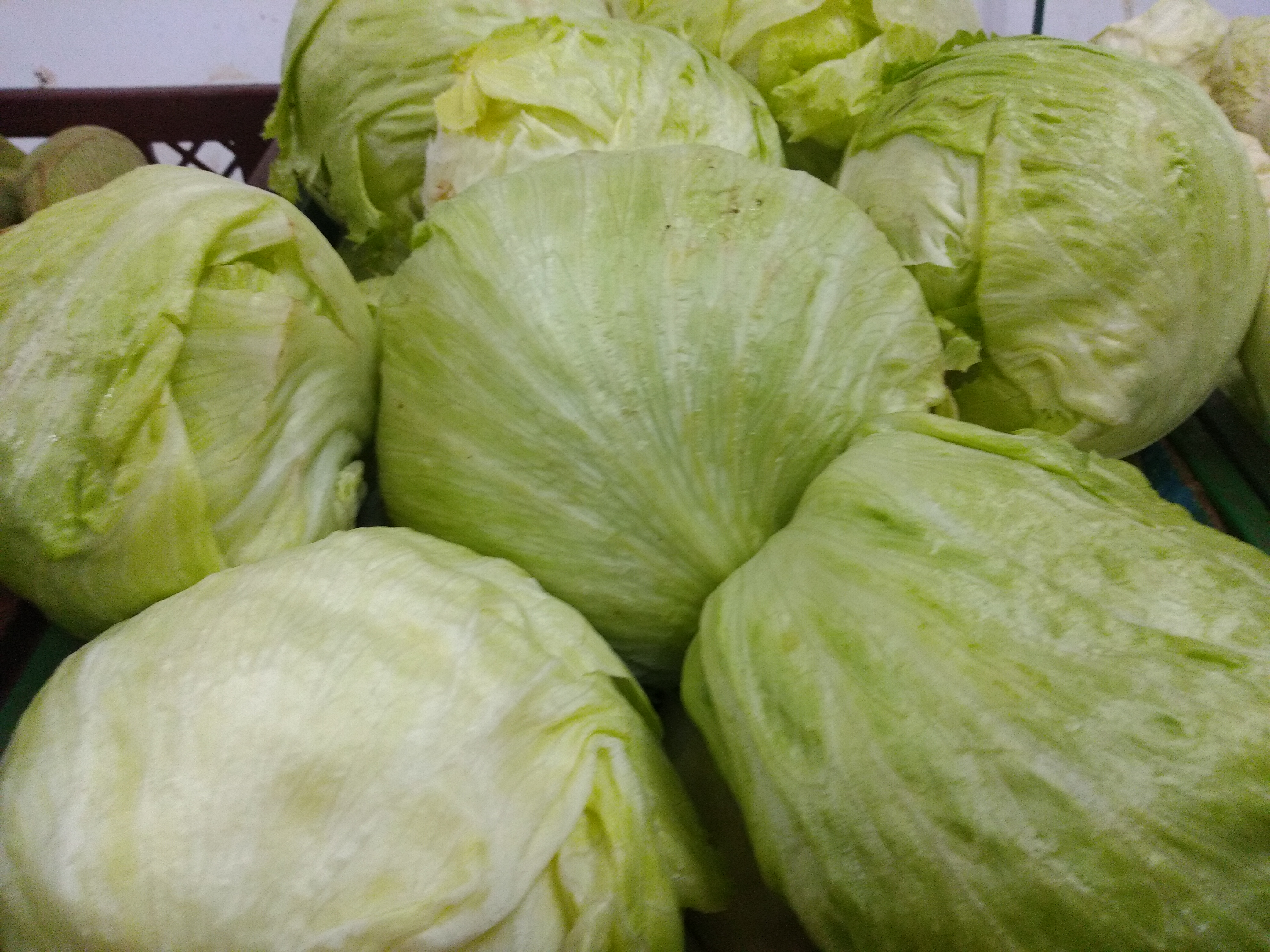 Lechuga