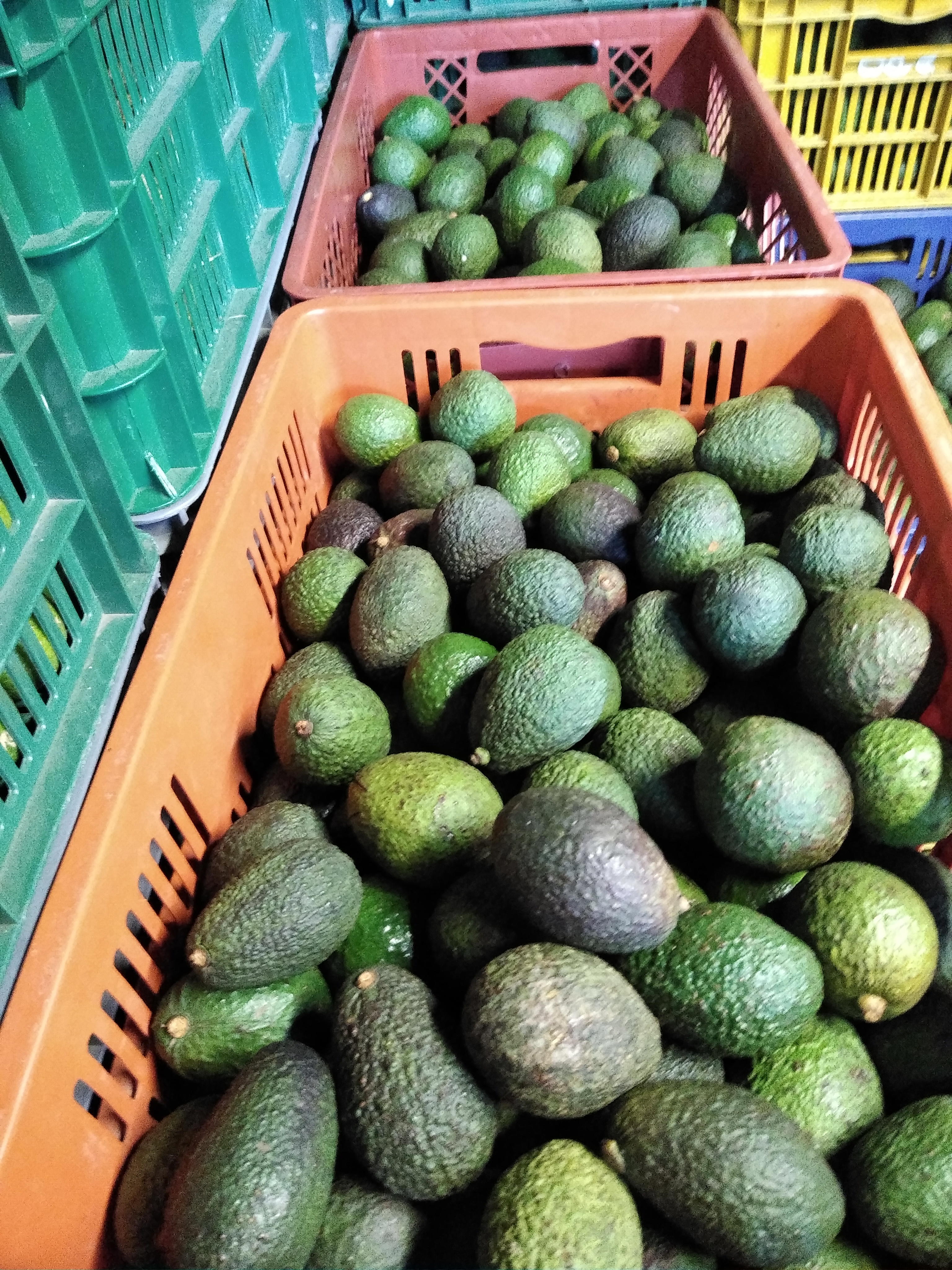 Aguacate Hass, primera