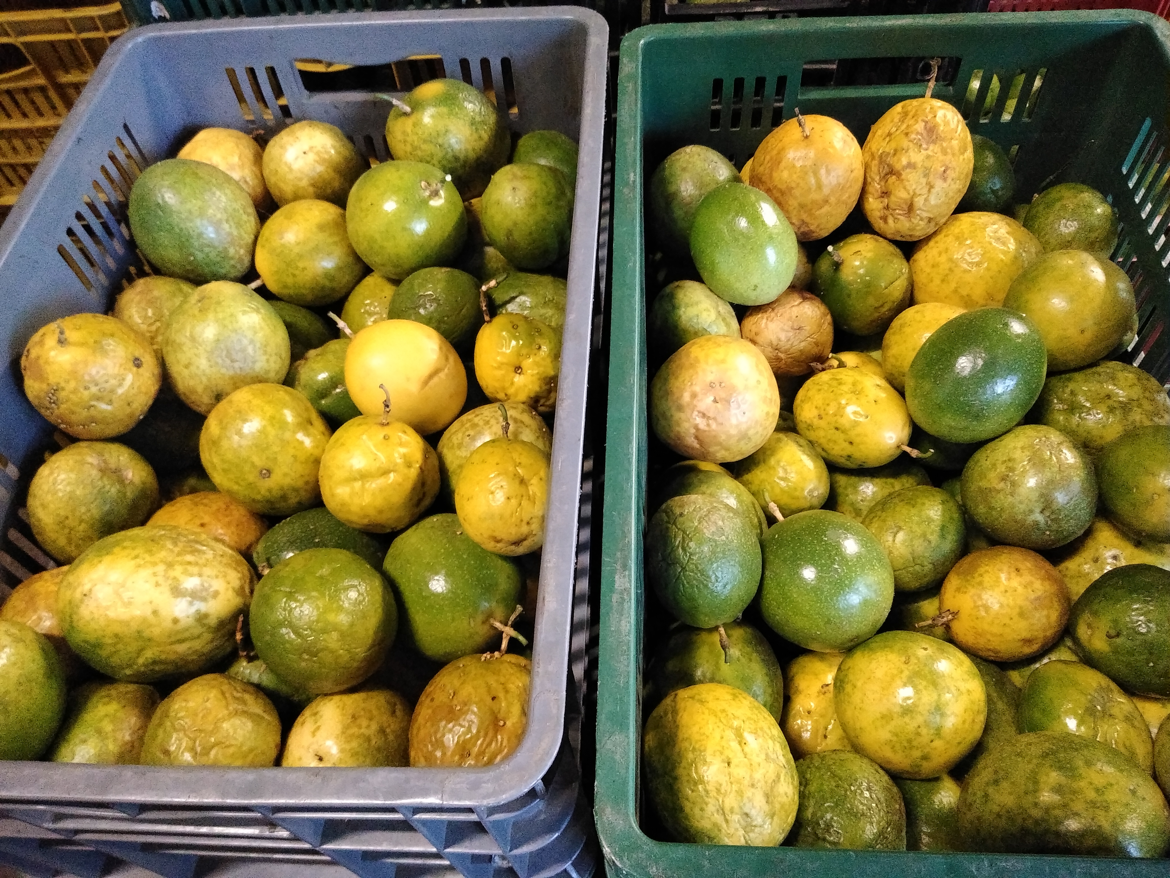Maracuyá