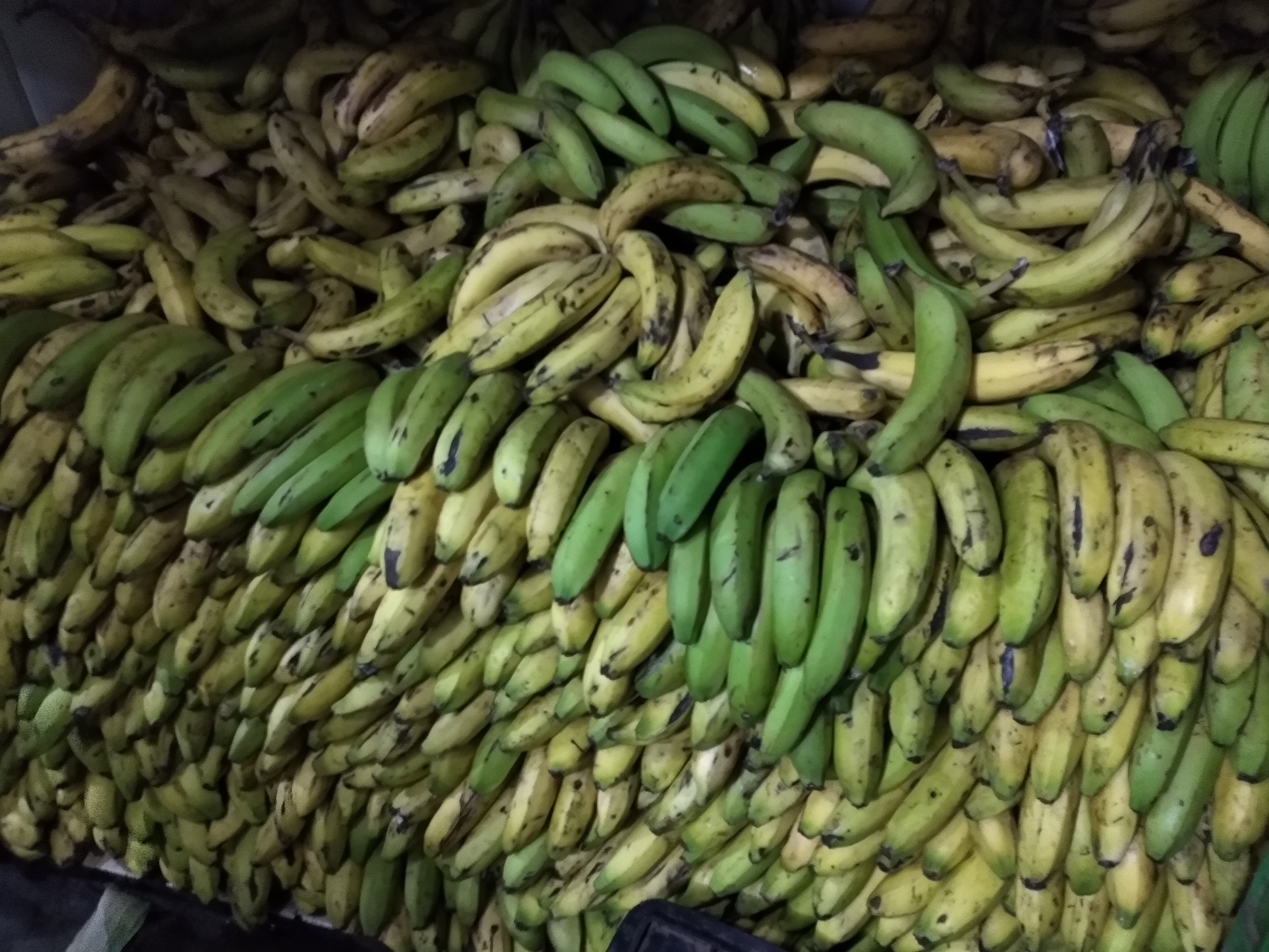 Banano maduro