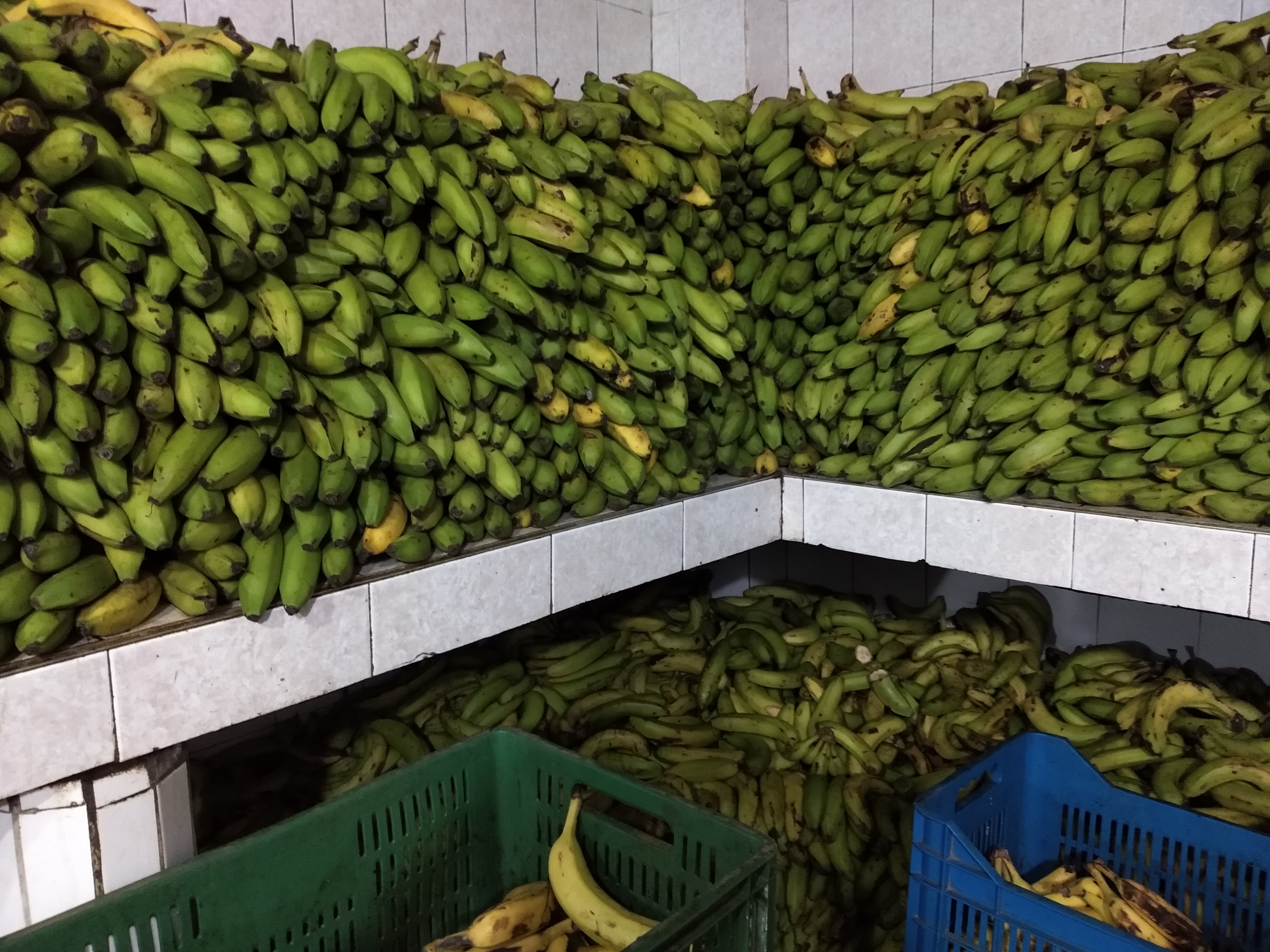Banano verde