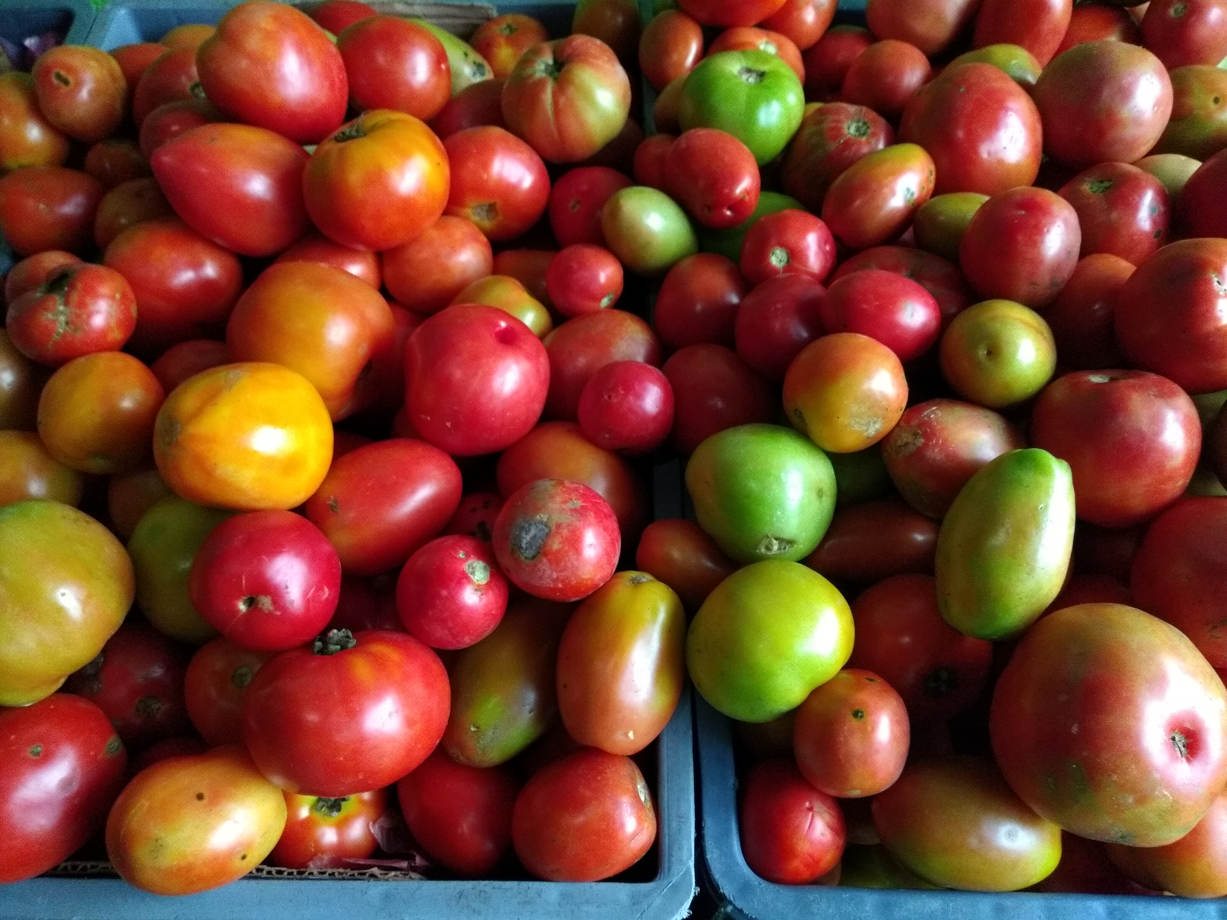 Tomate