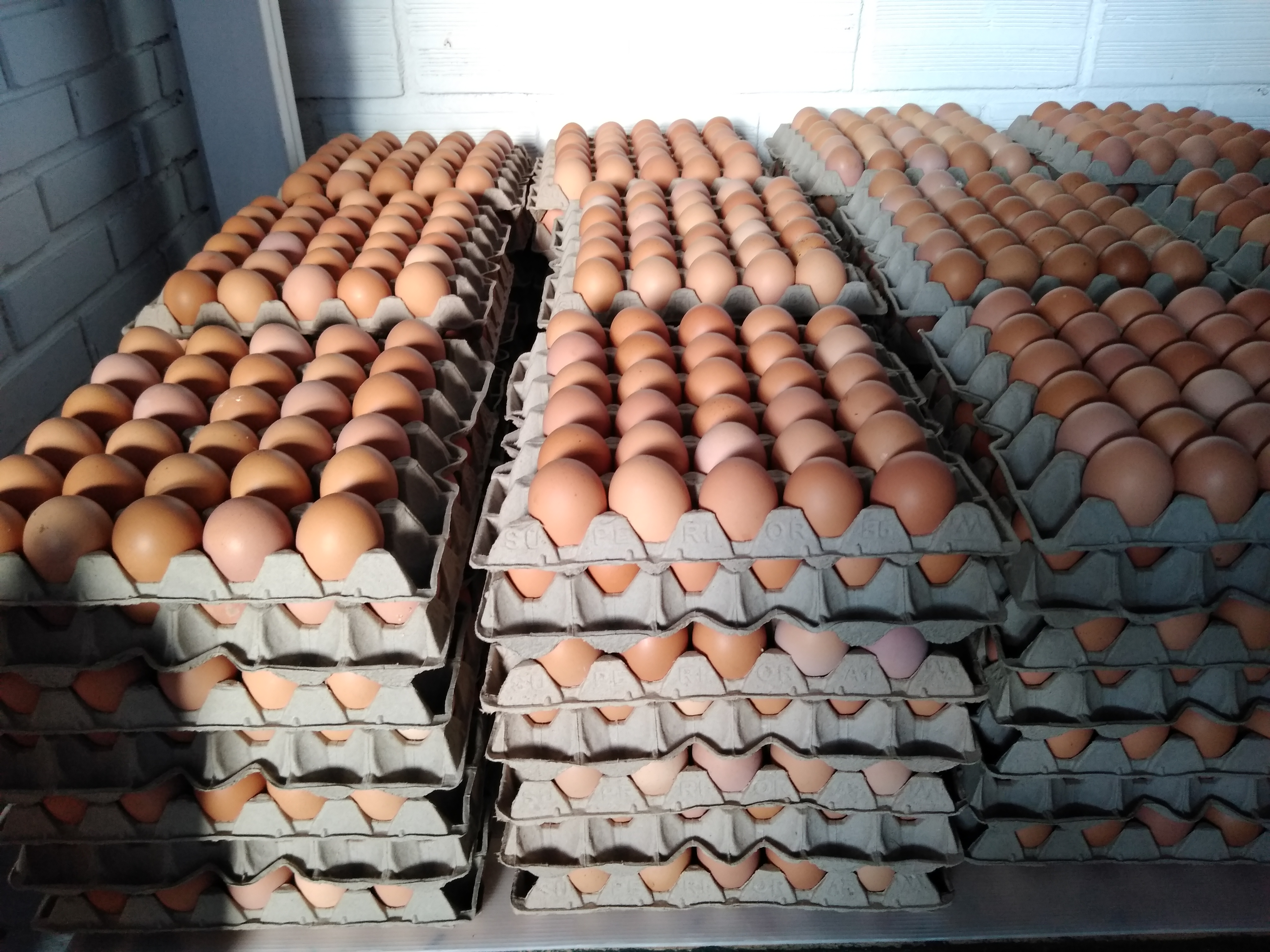 Huevos AA