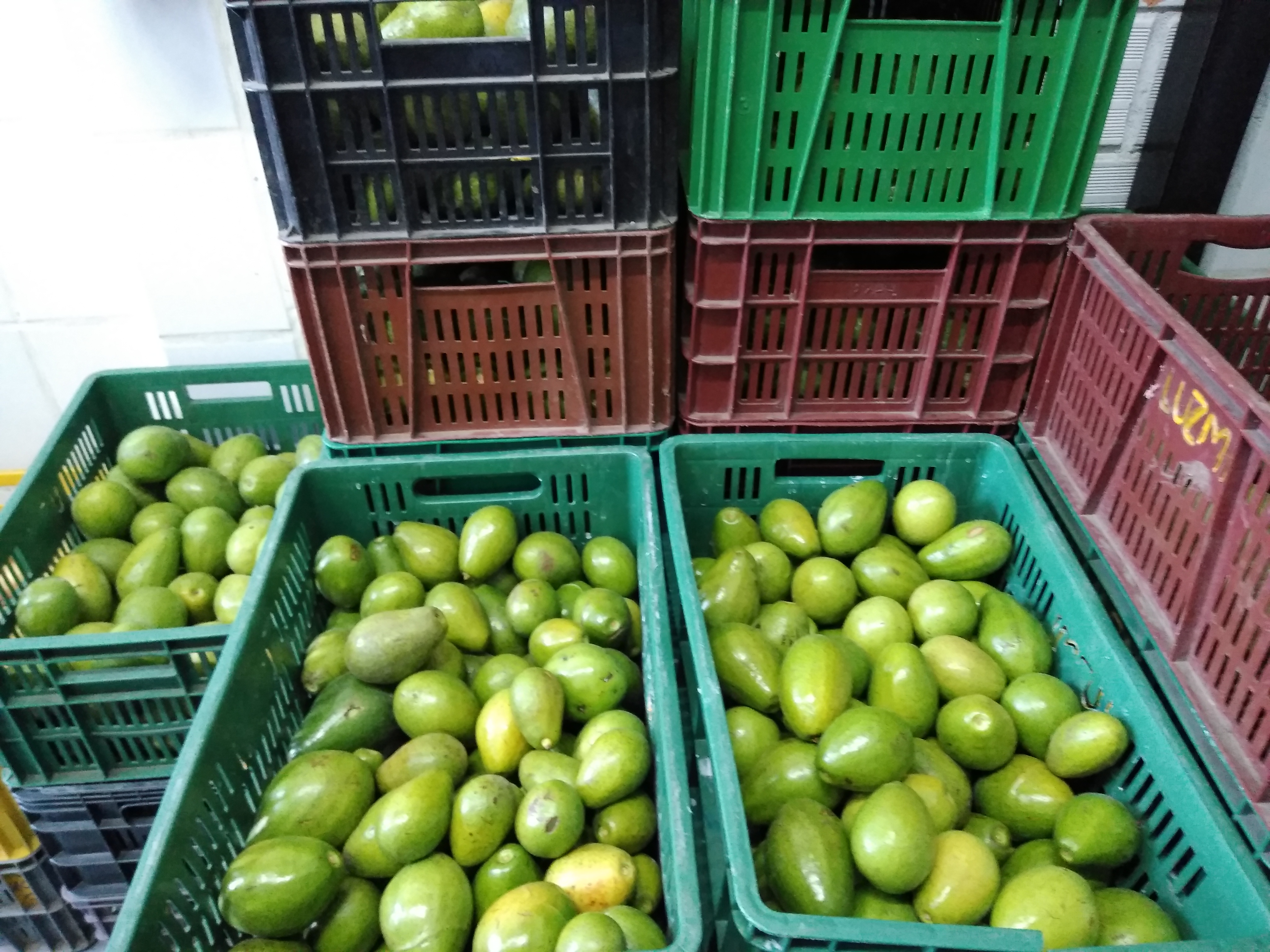 Aguacate papelillo