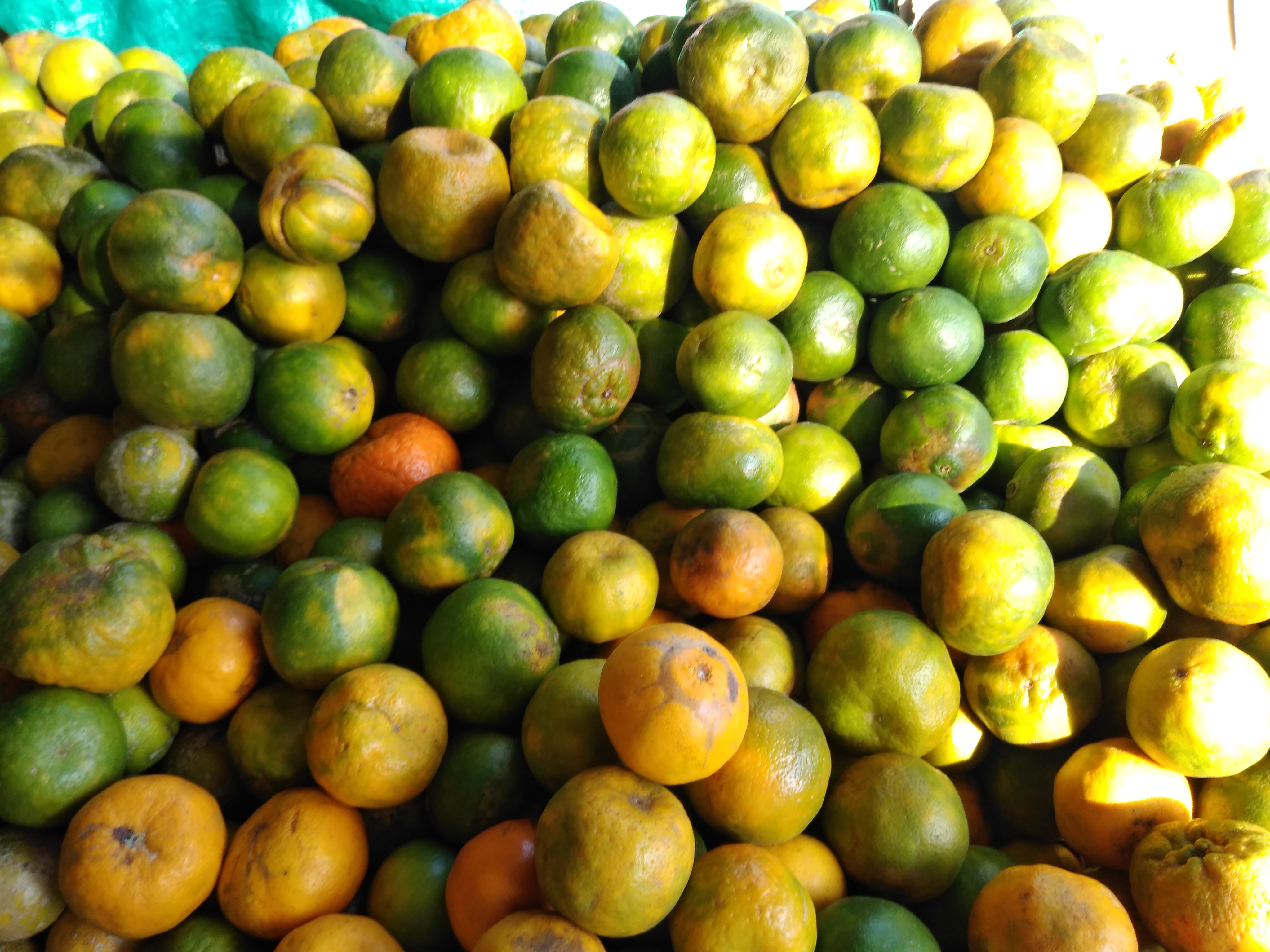 Mandarina gruesa