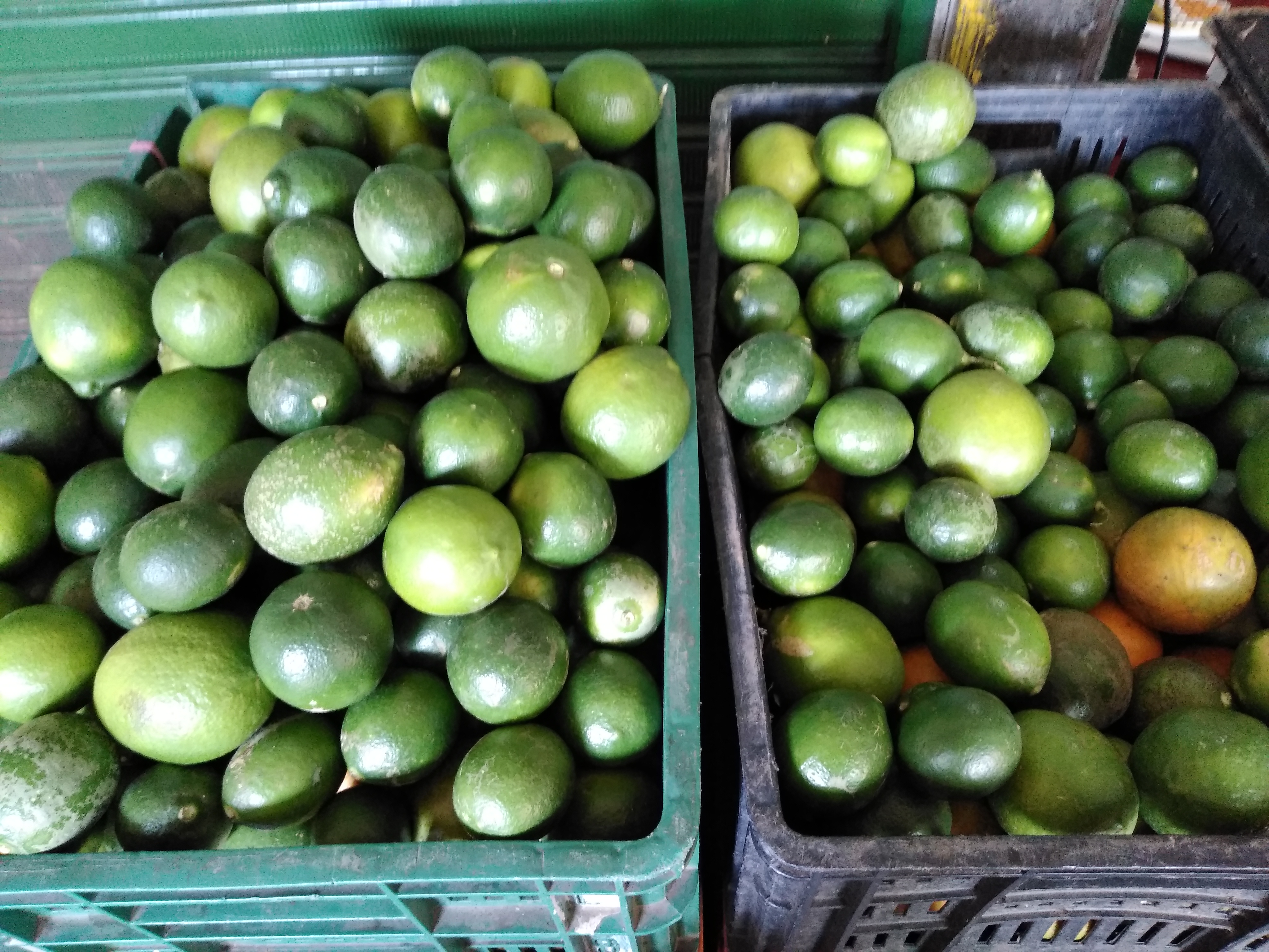 Limón persa