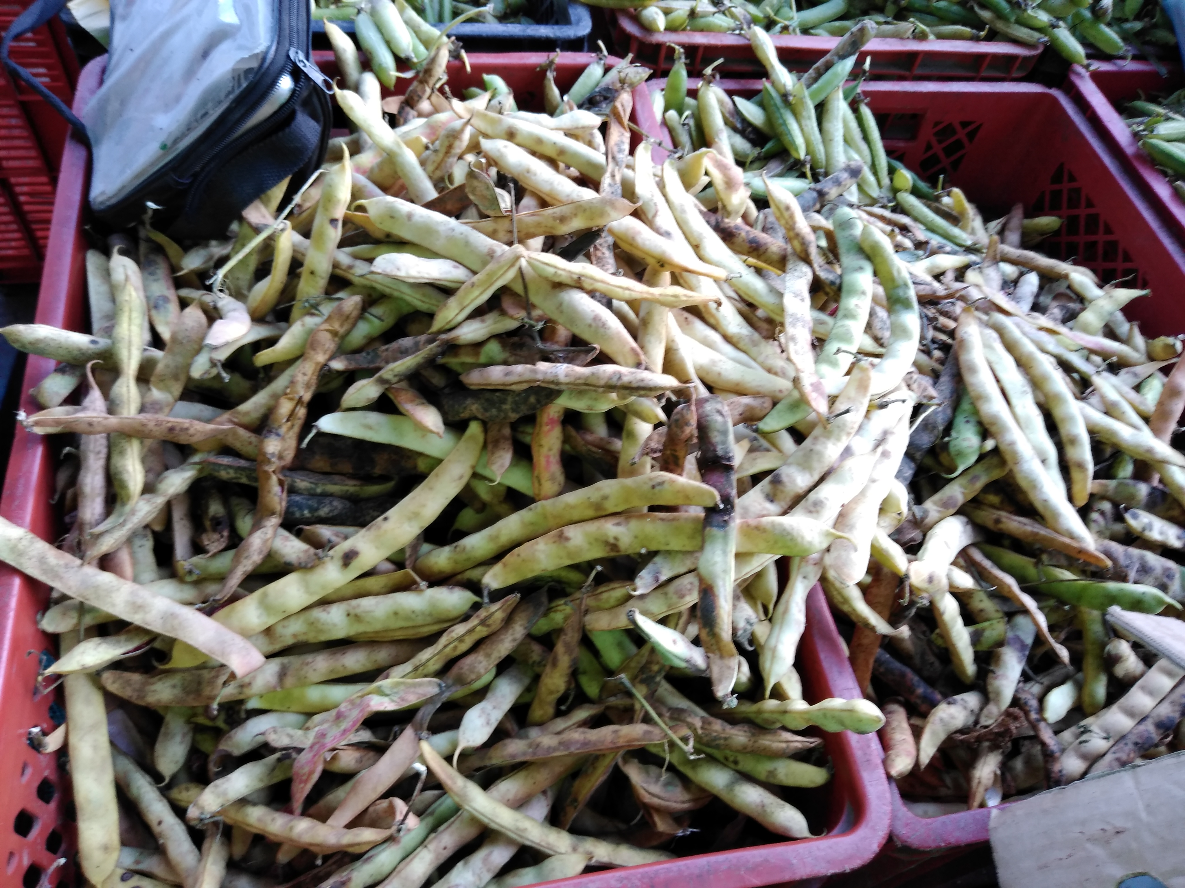 Frijol en vaina