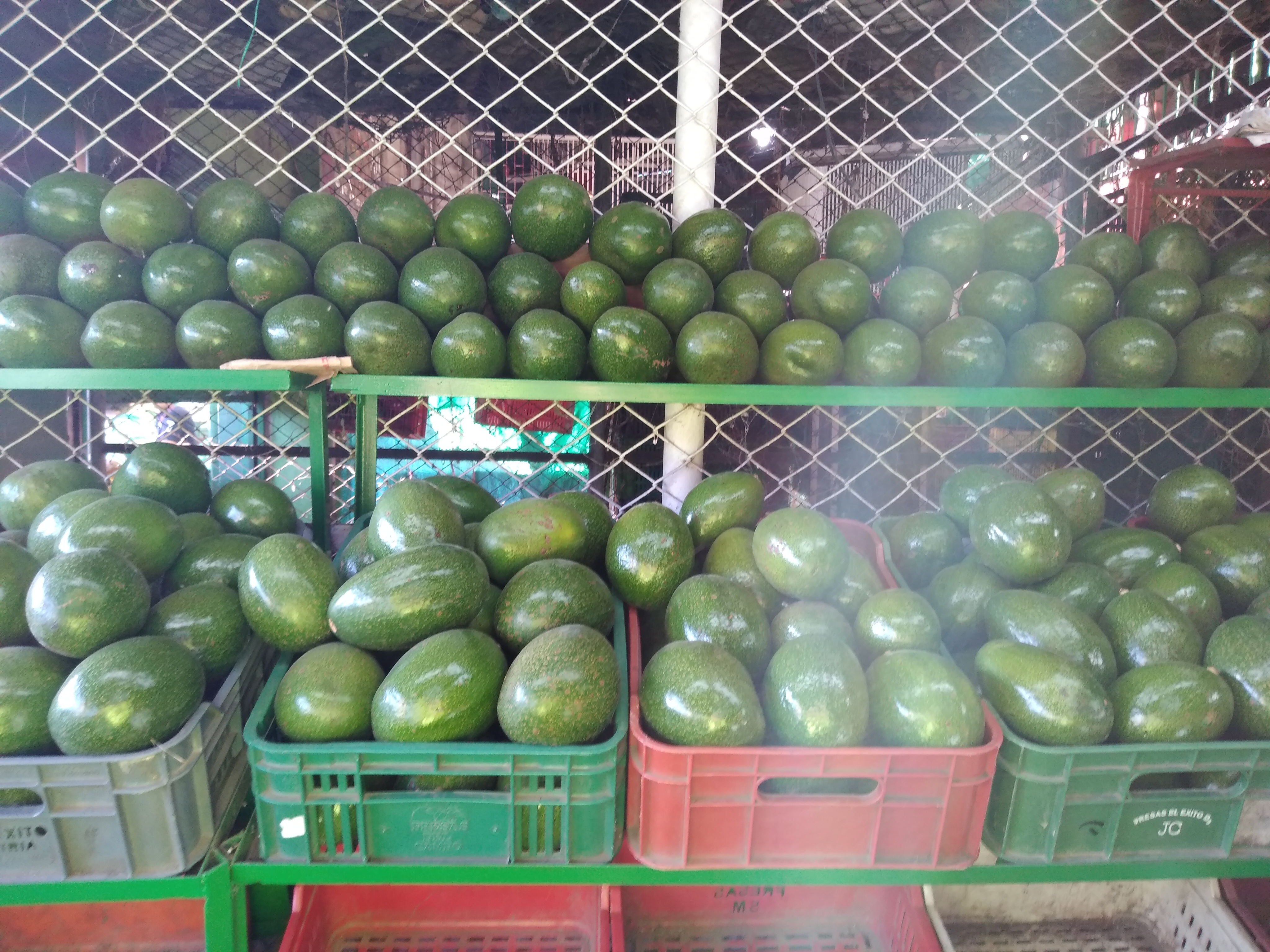 Aguacate choque