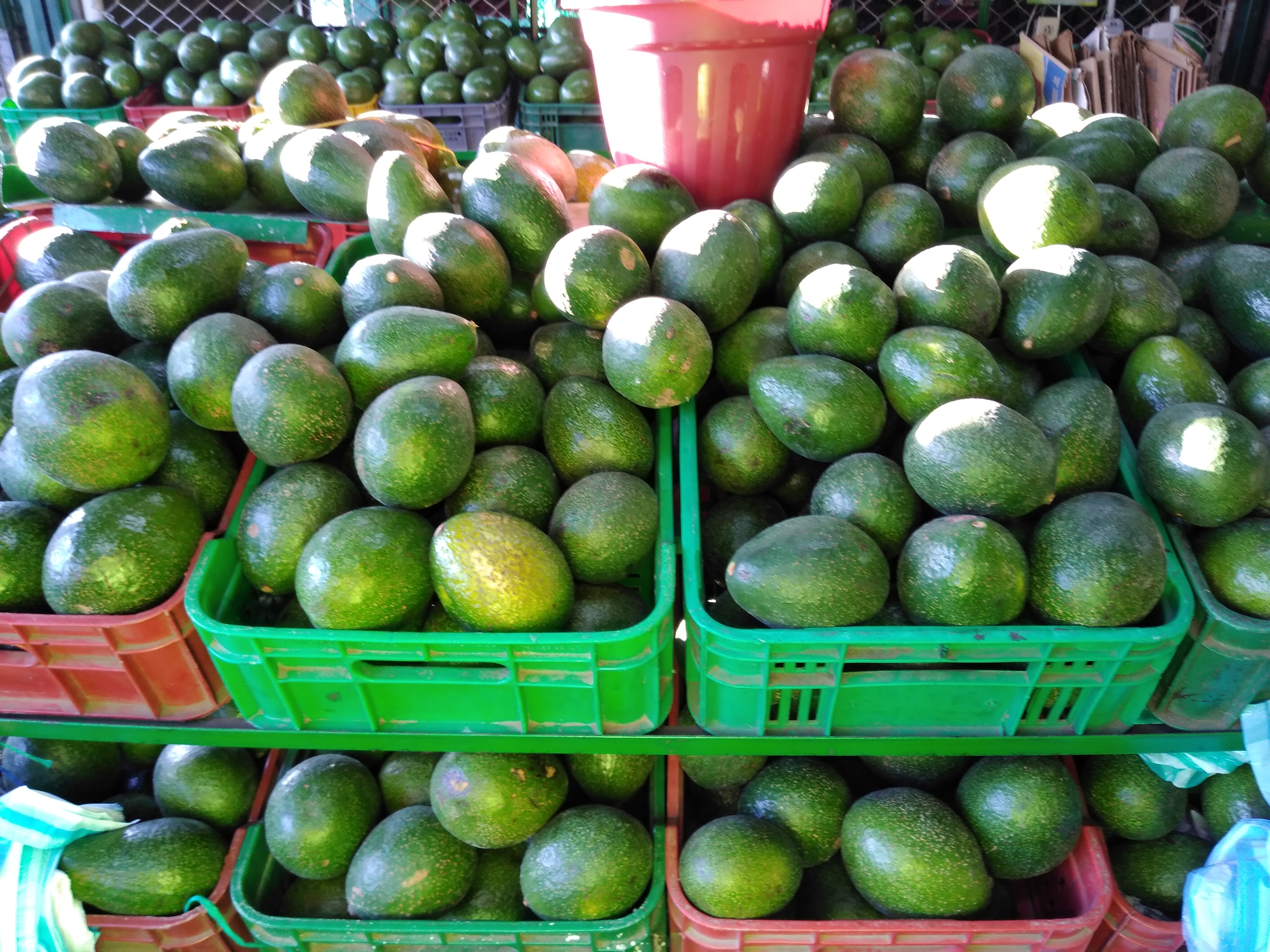Aguacate Booth 8