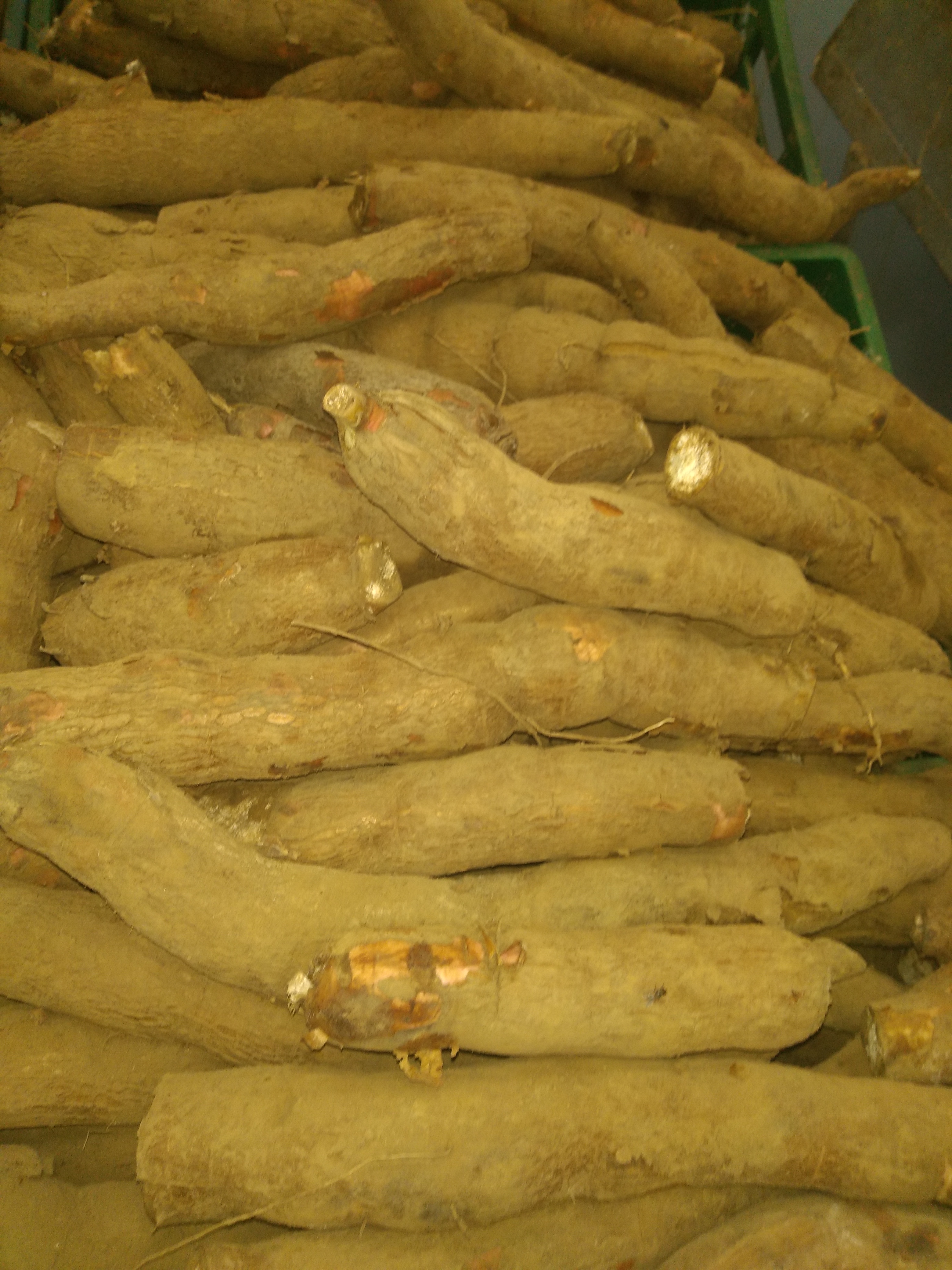 Yuca