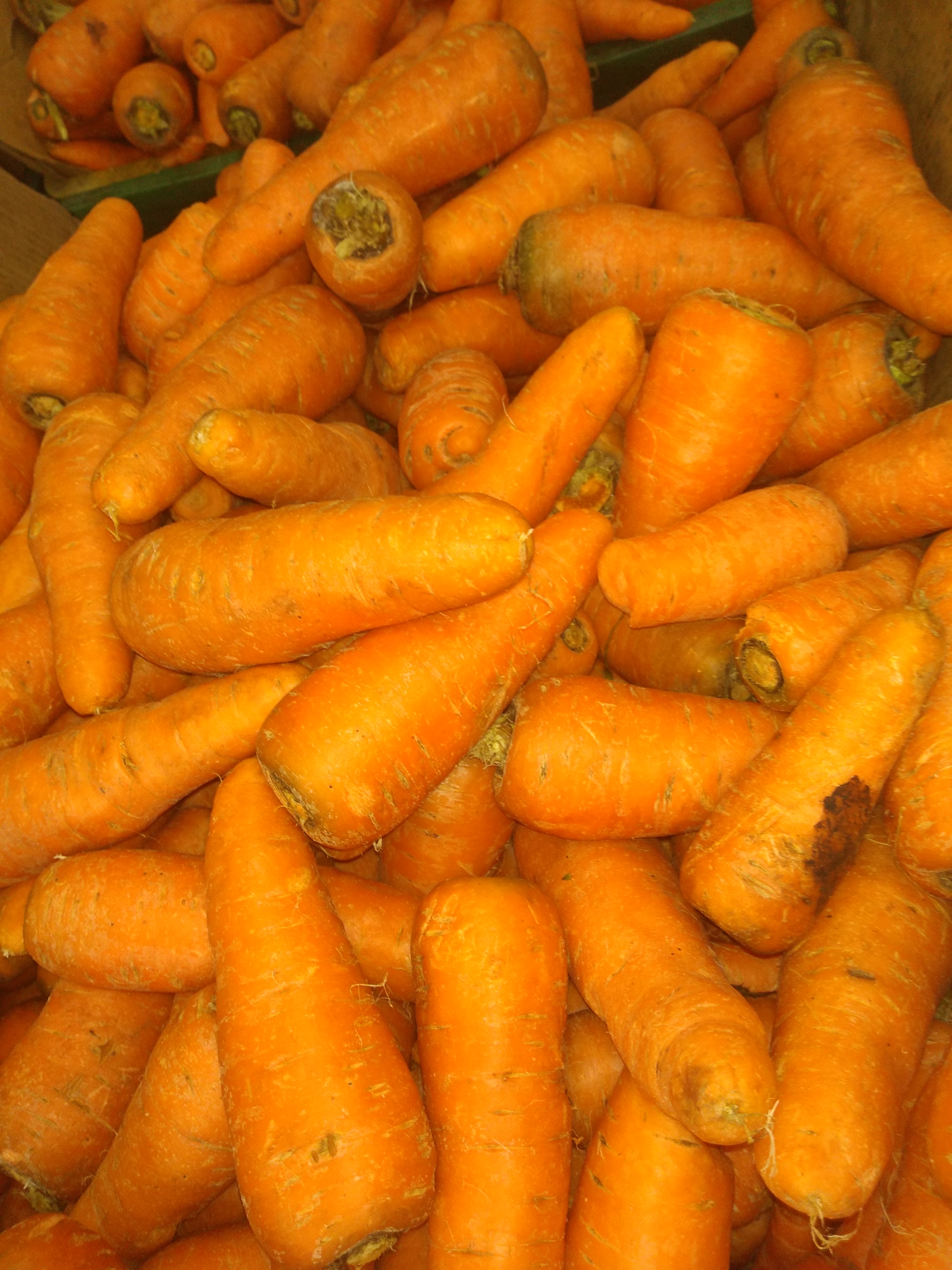 Zanahoria