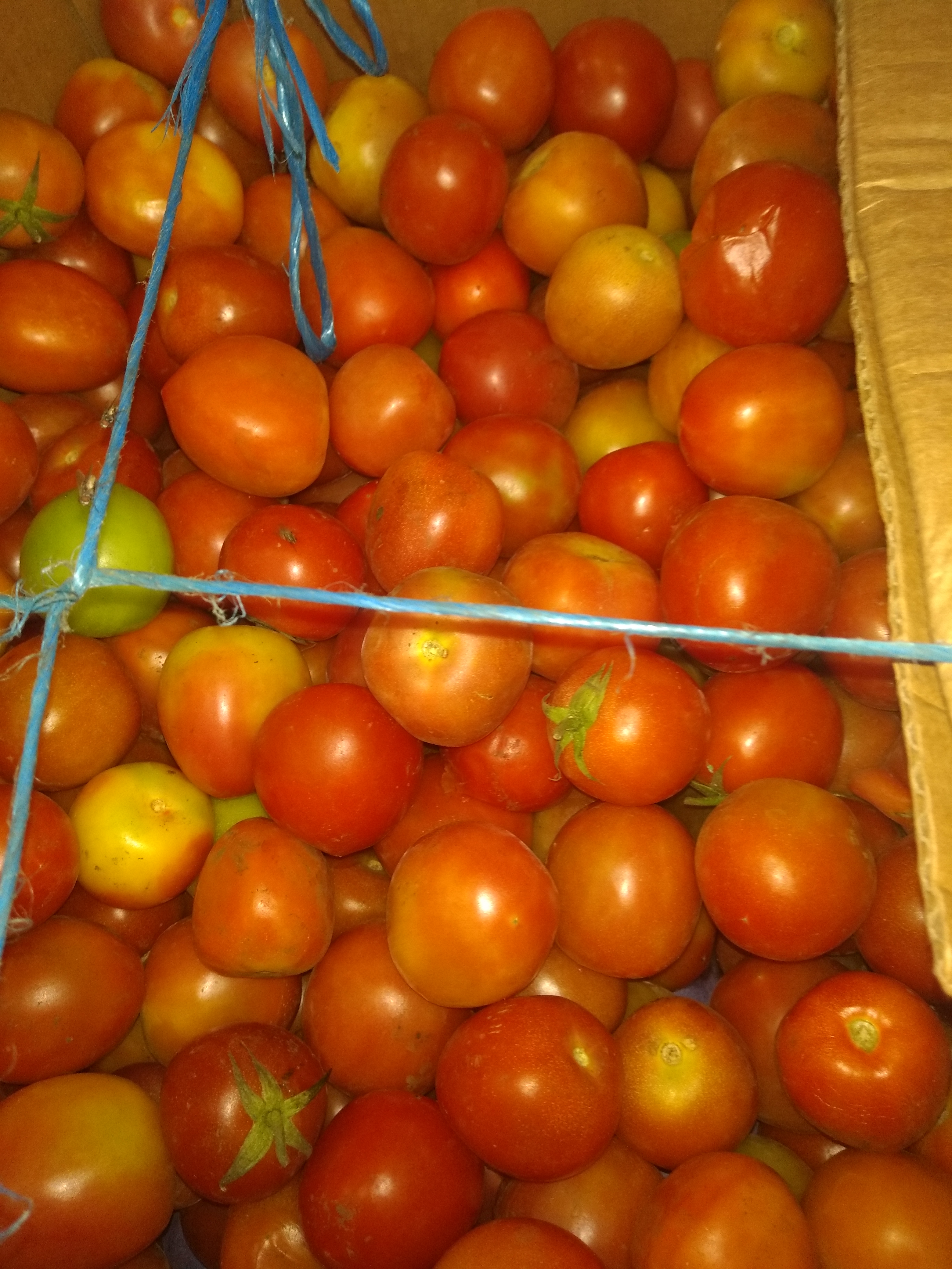 Tomate