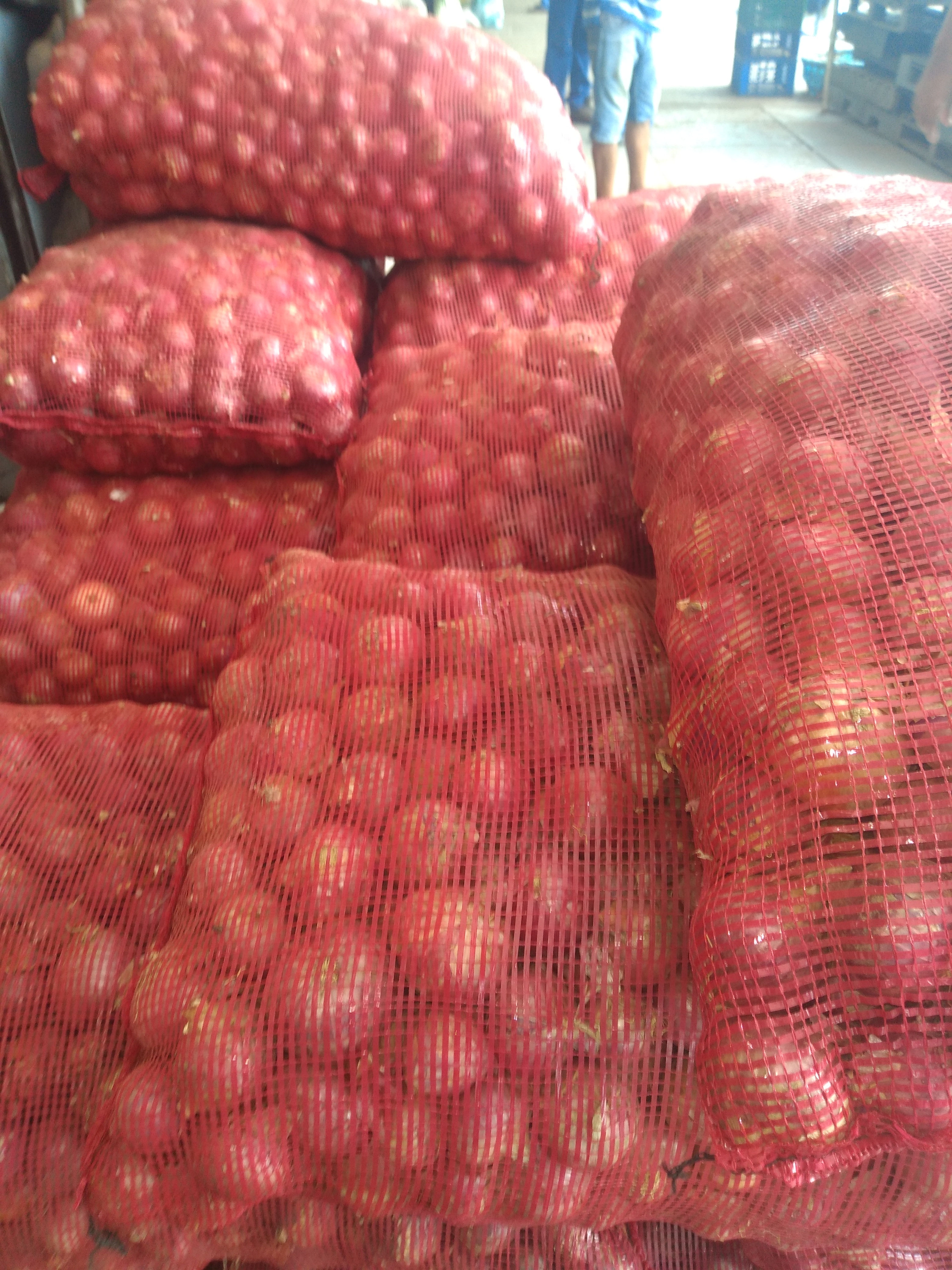 Cebolla ocañera