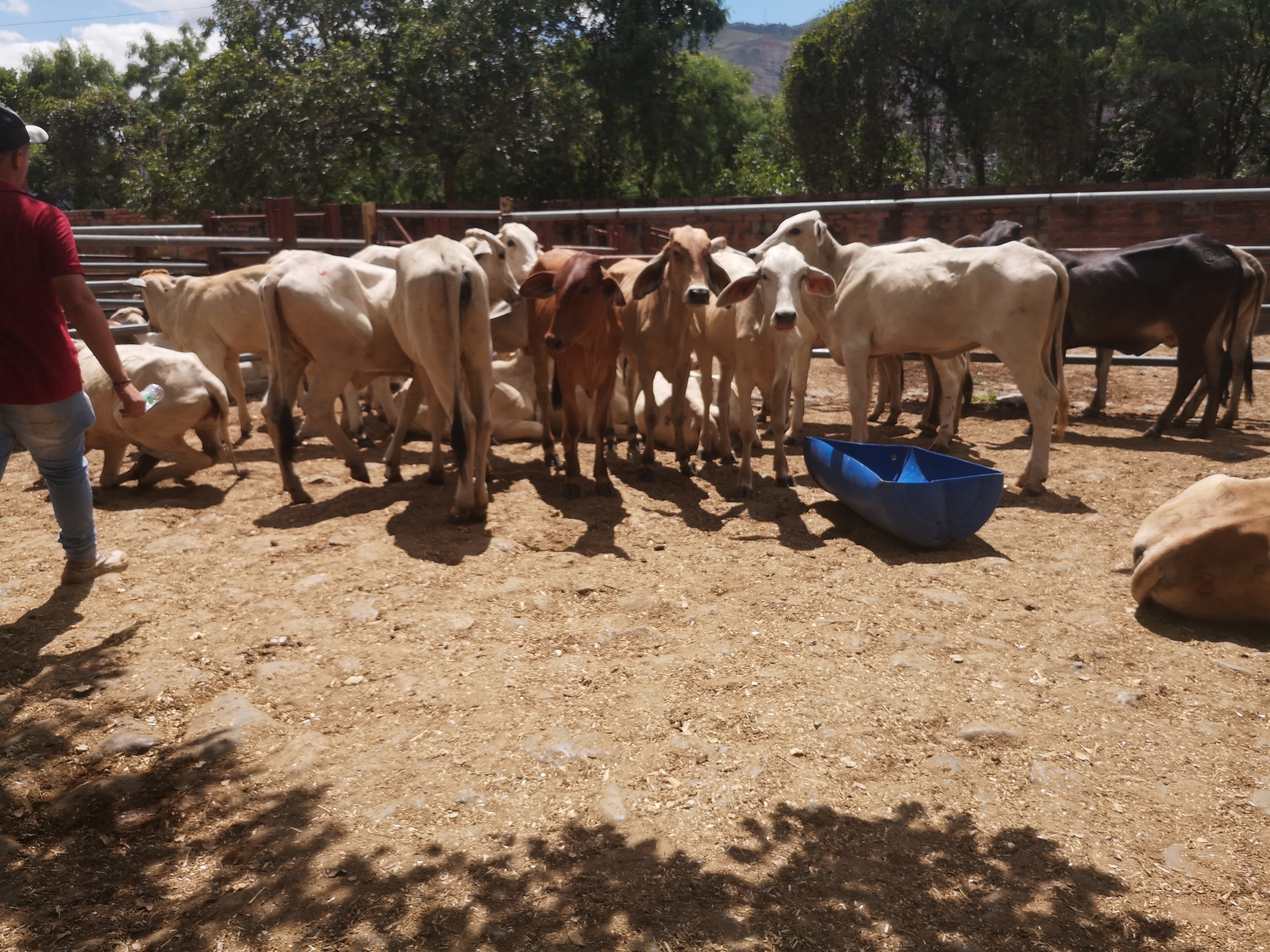Hembras de Levante