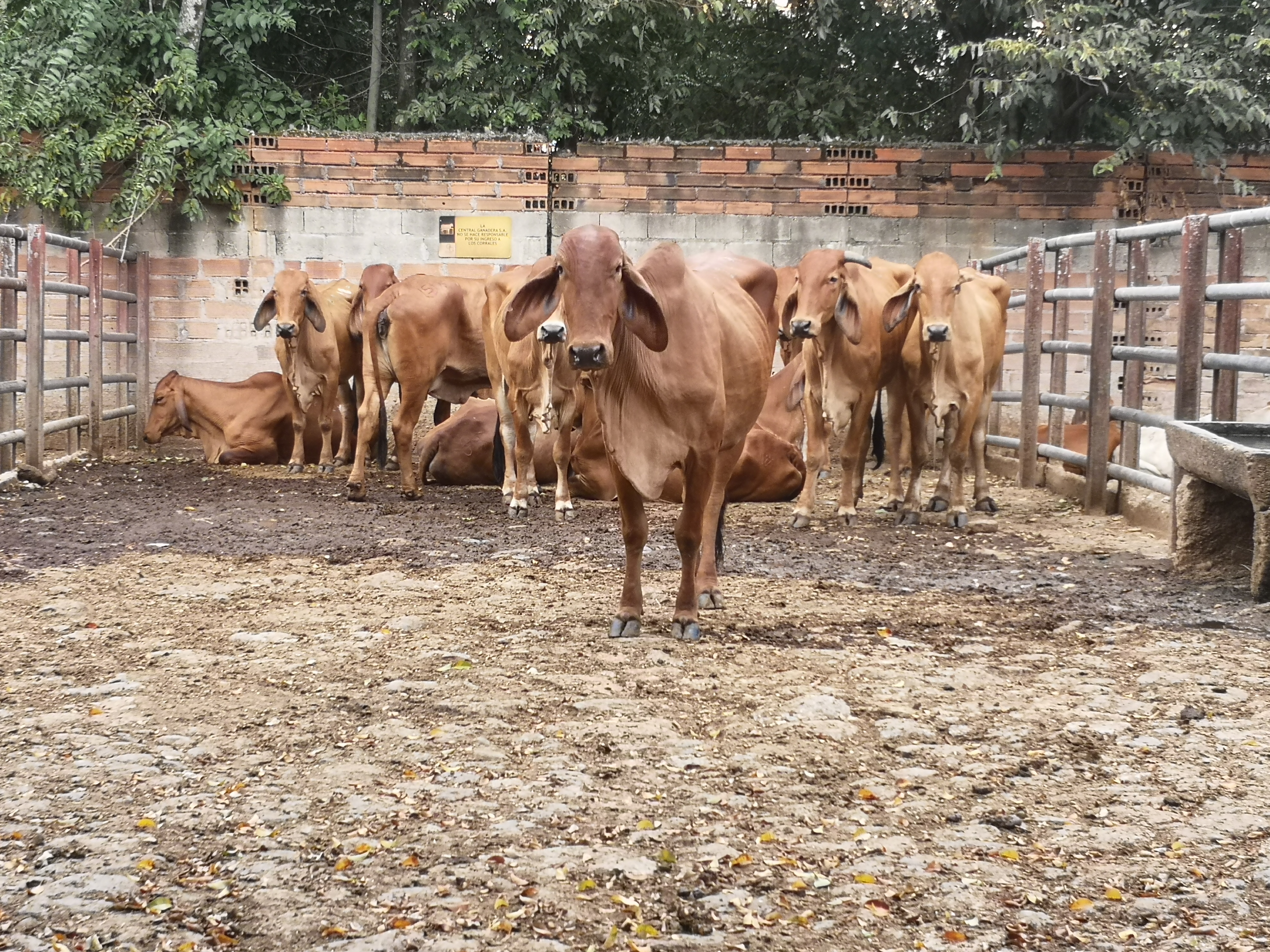 Hembras Brahman Rojo