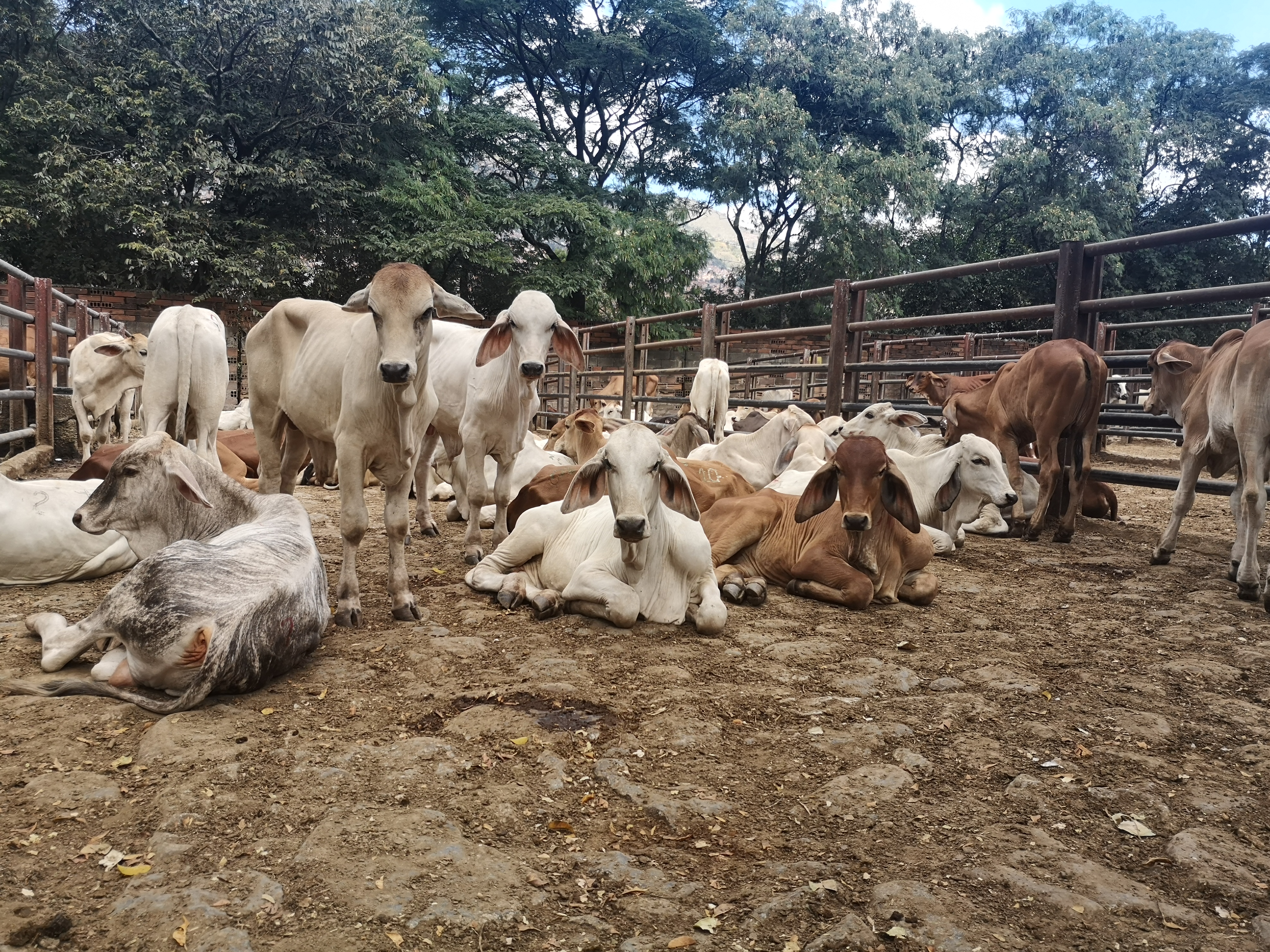 Terneras de levante cebú blanco y rojo comercial