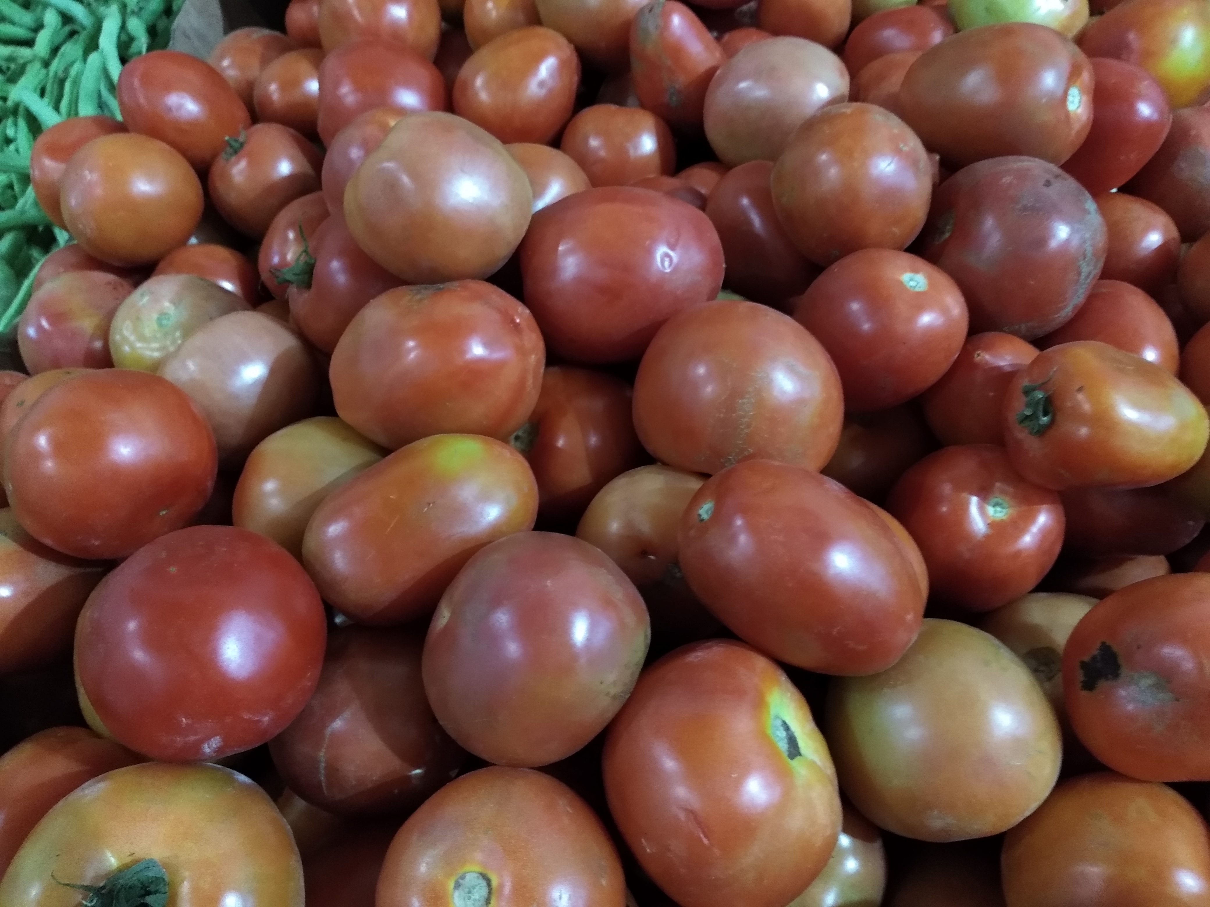 Tomate