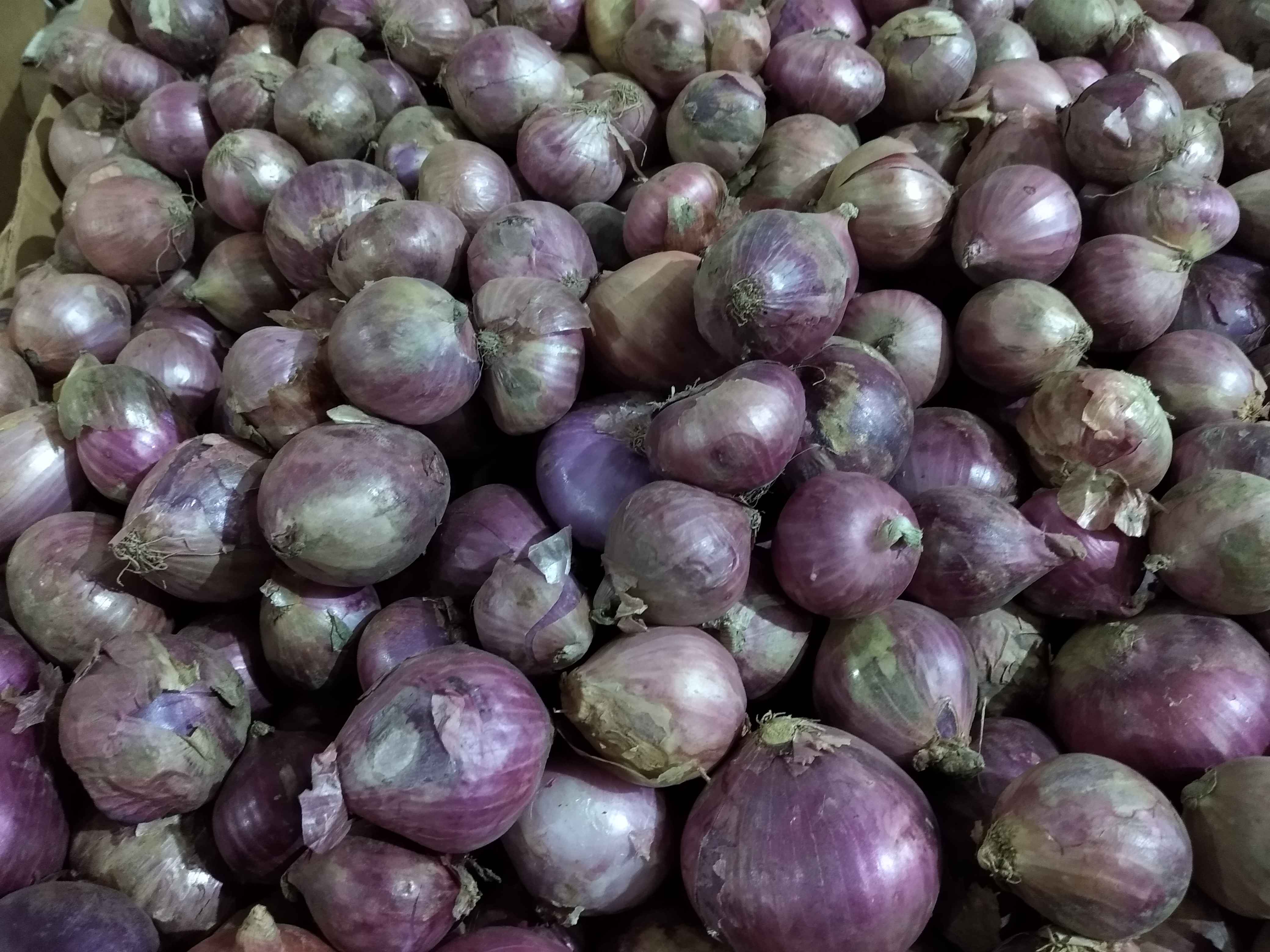 Cebolla roja