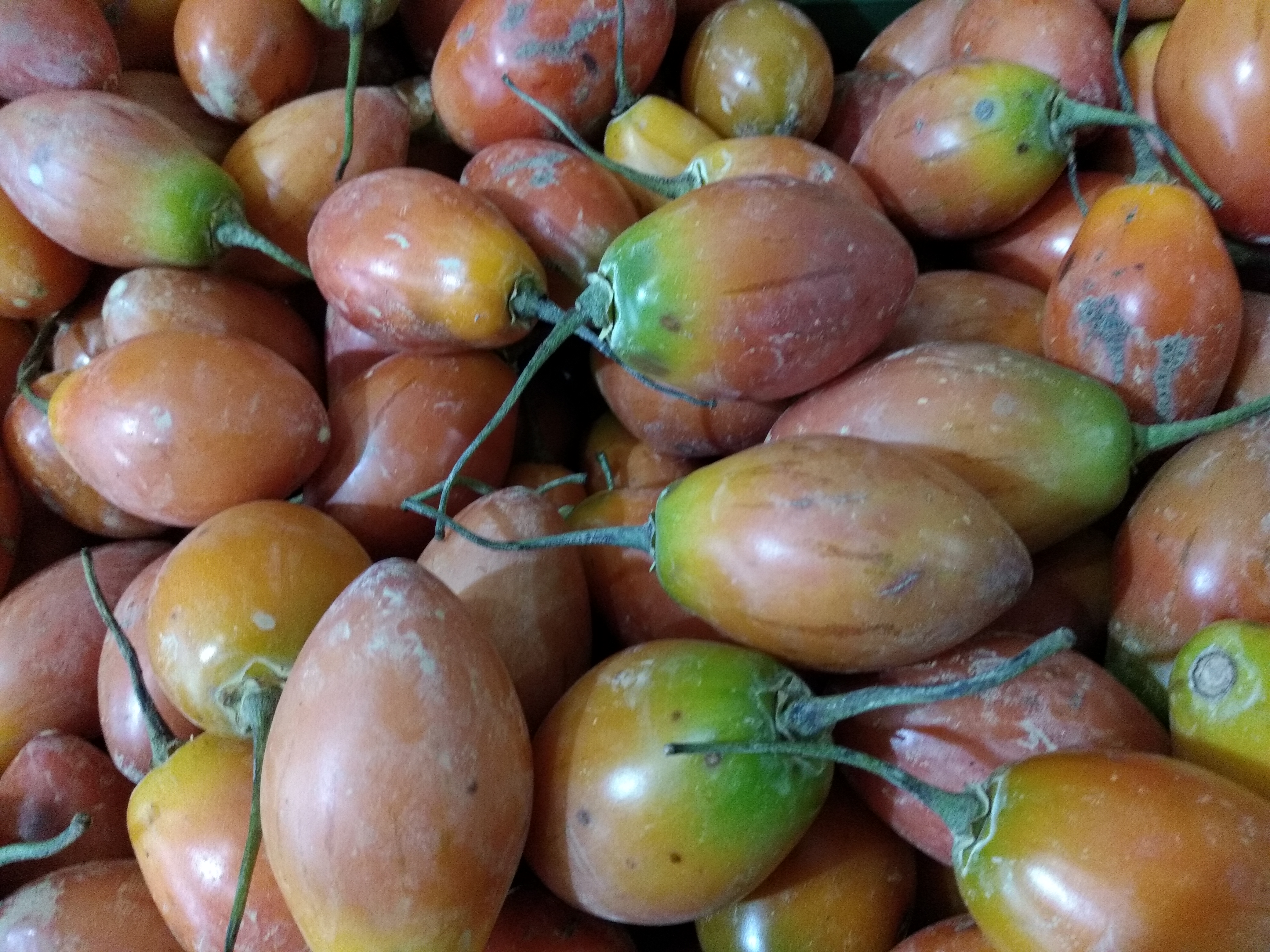 Tomate de árbol