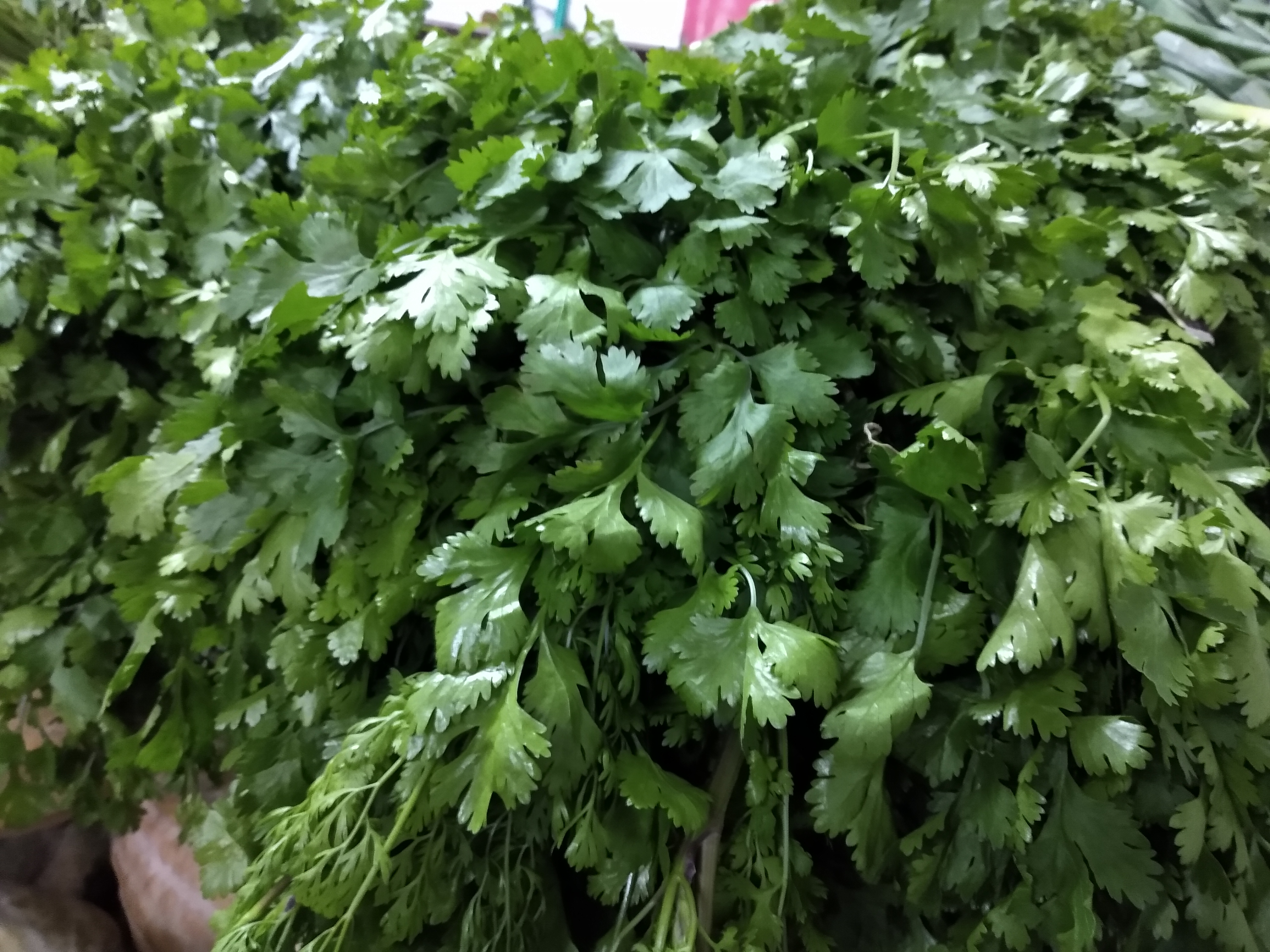 Cilantro