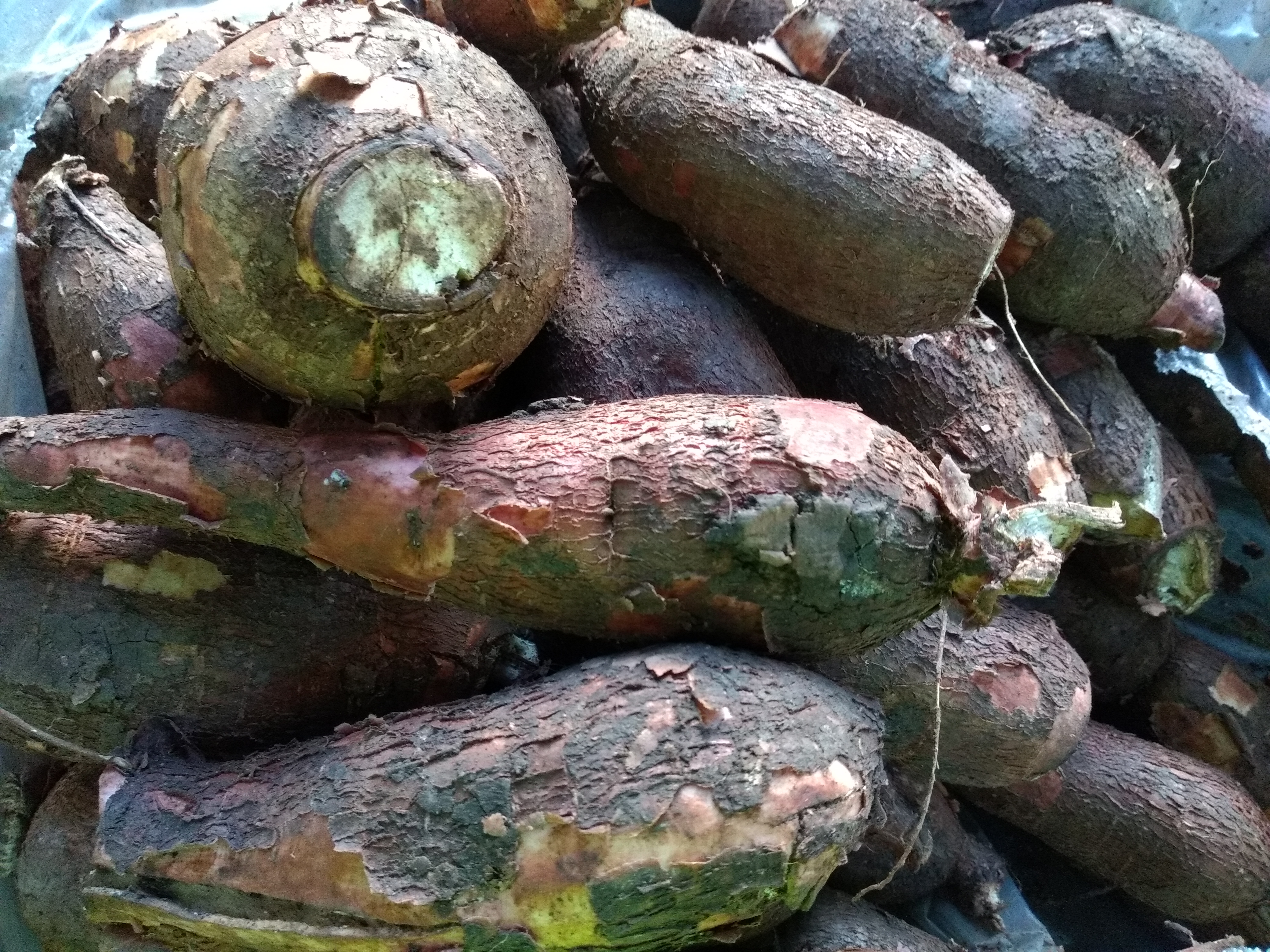 Yuca