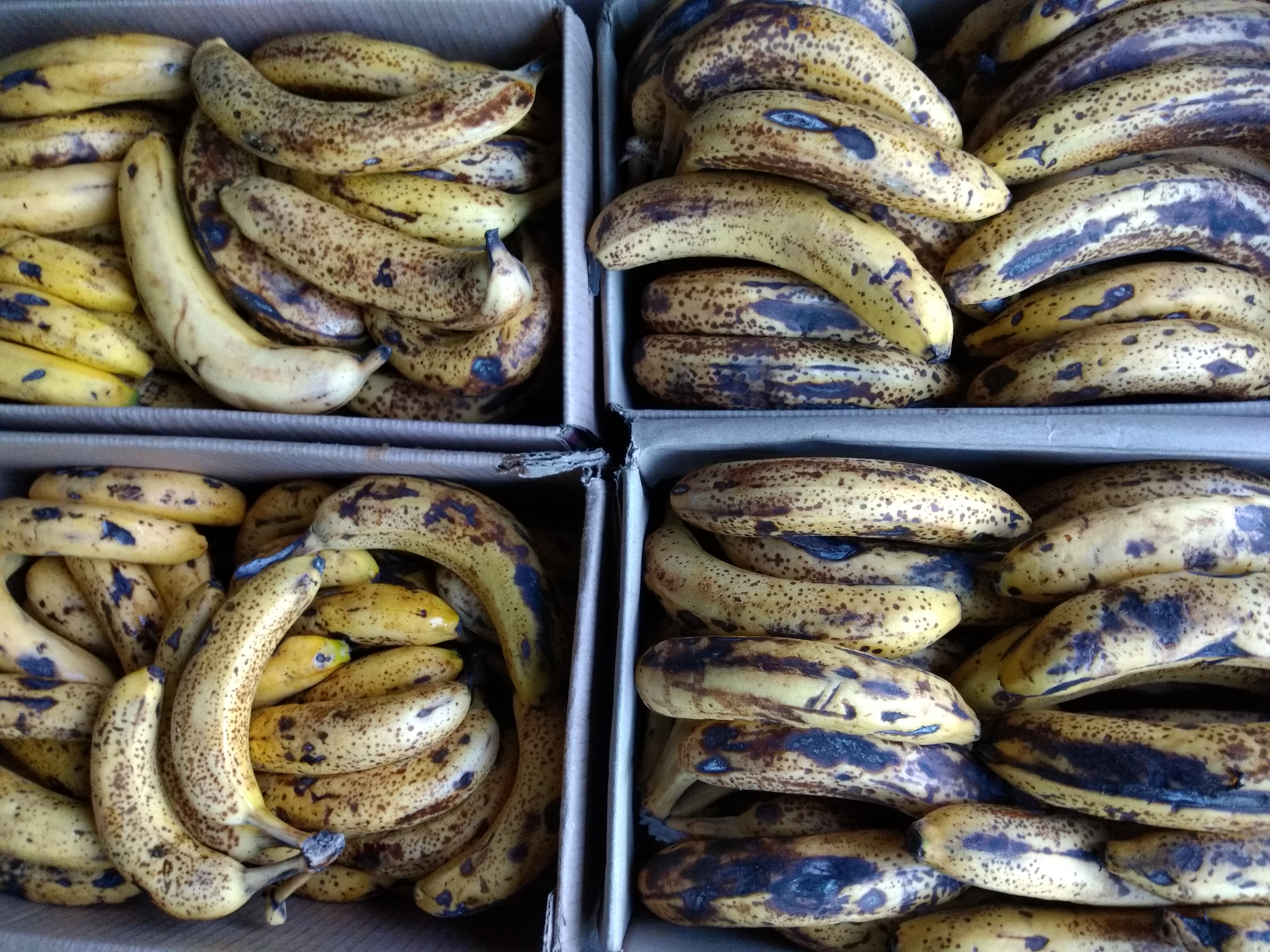 Banano maduro