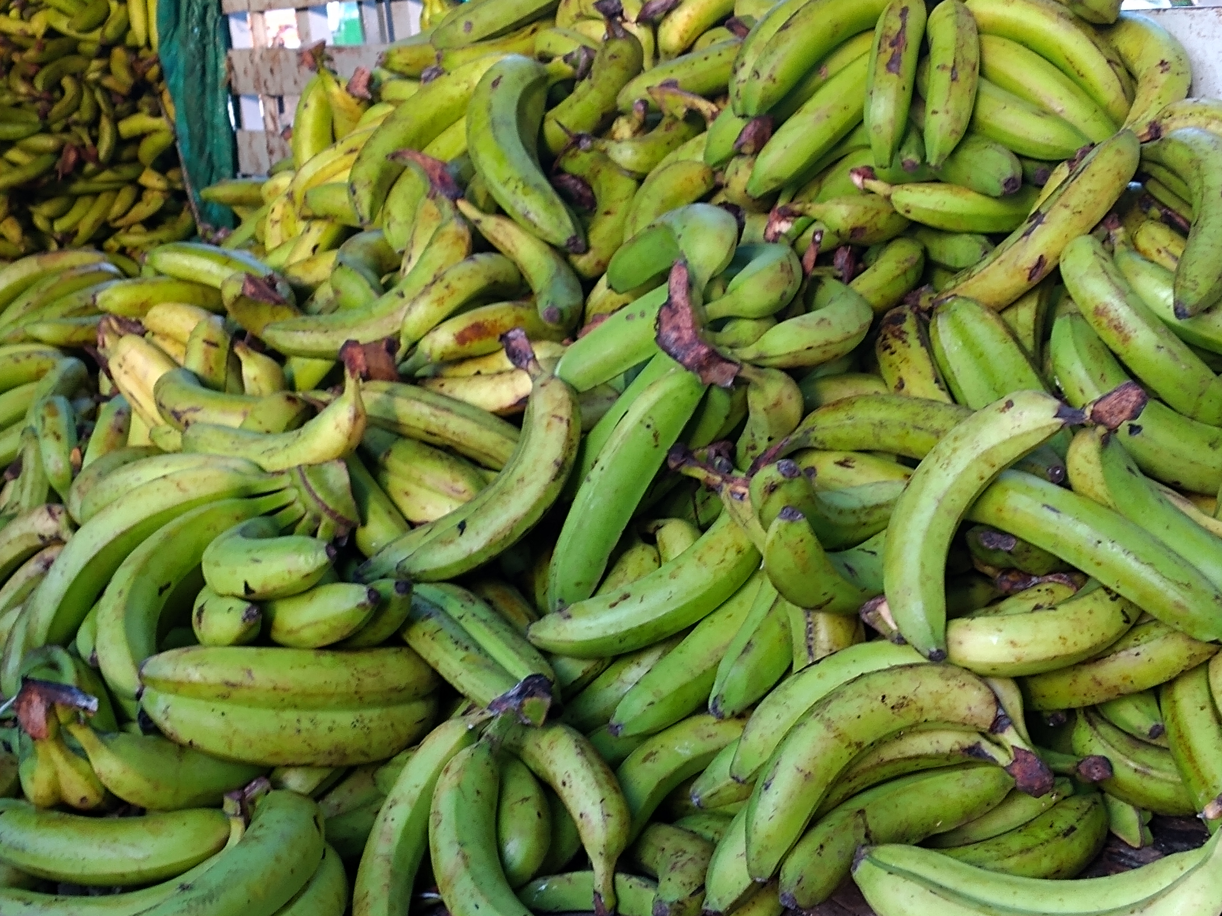 Banano verde