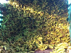 Banano verde