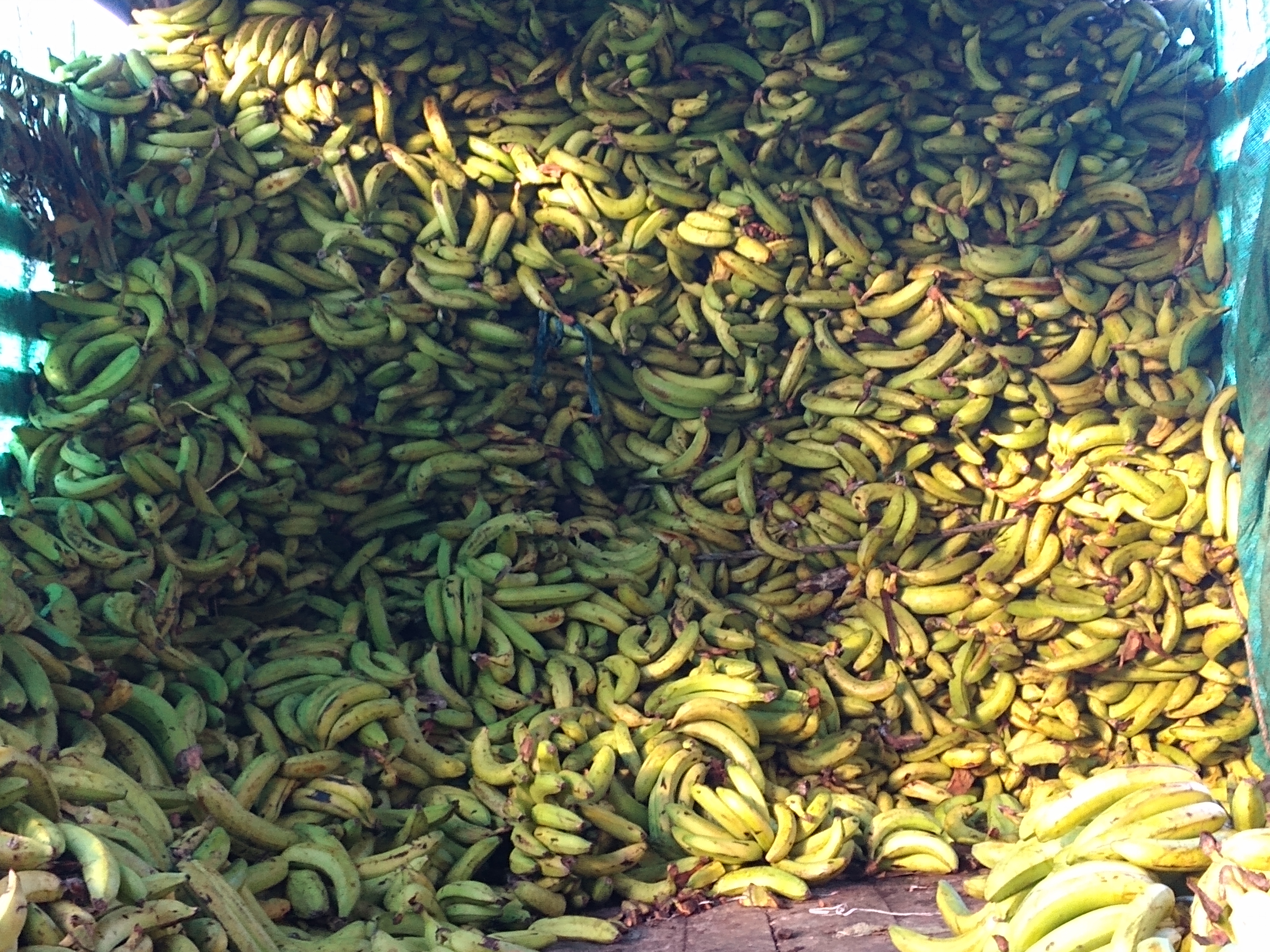 Banano verde
