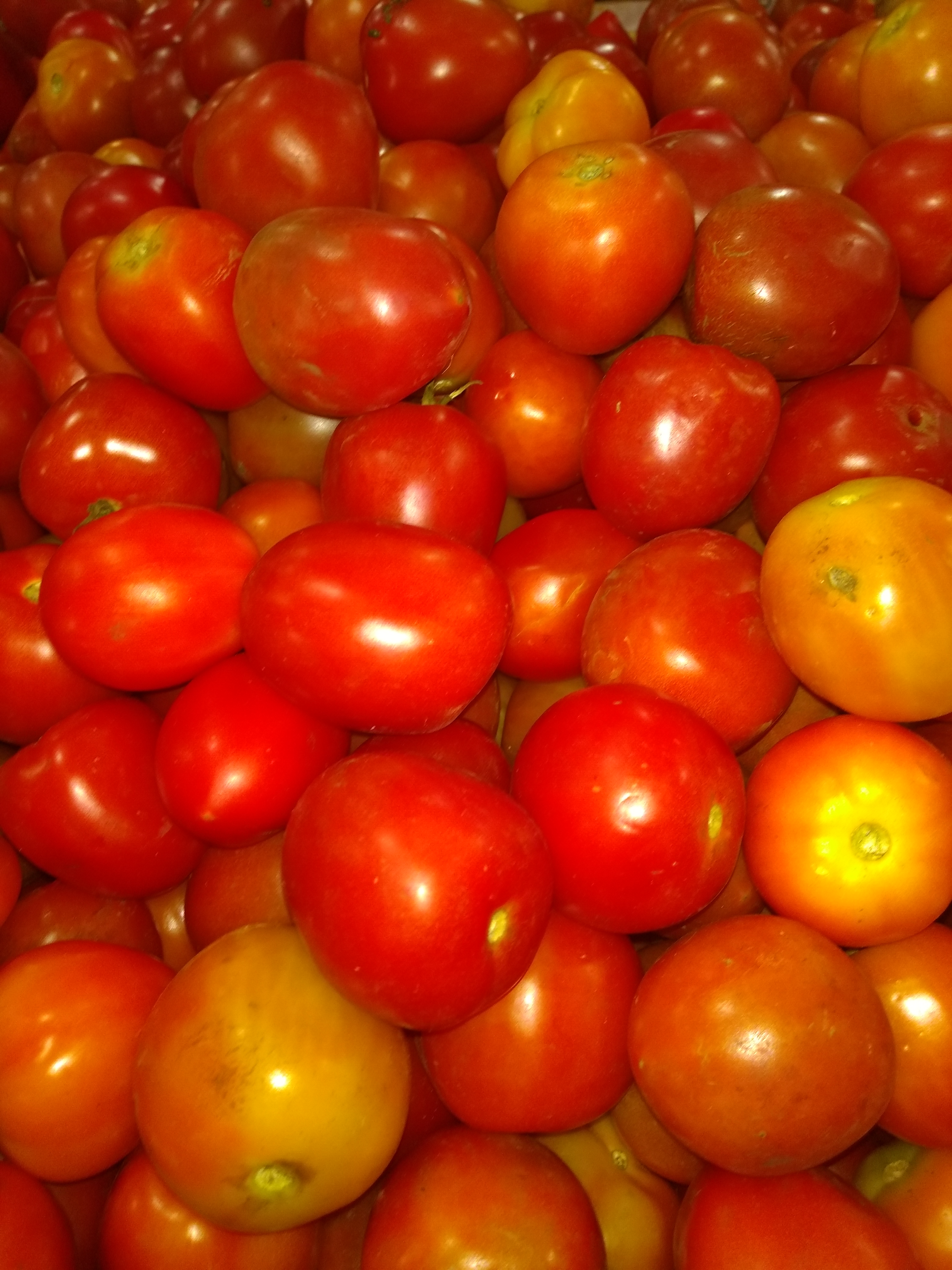 Tomate