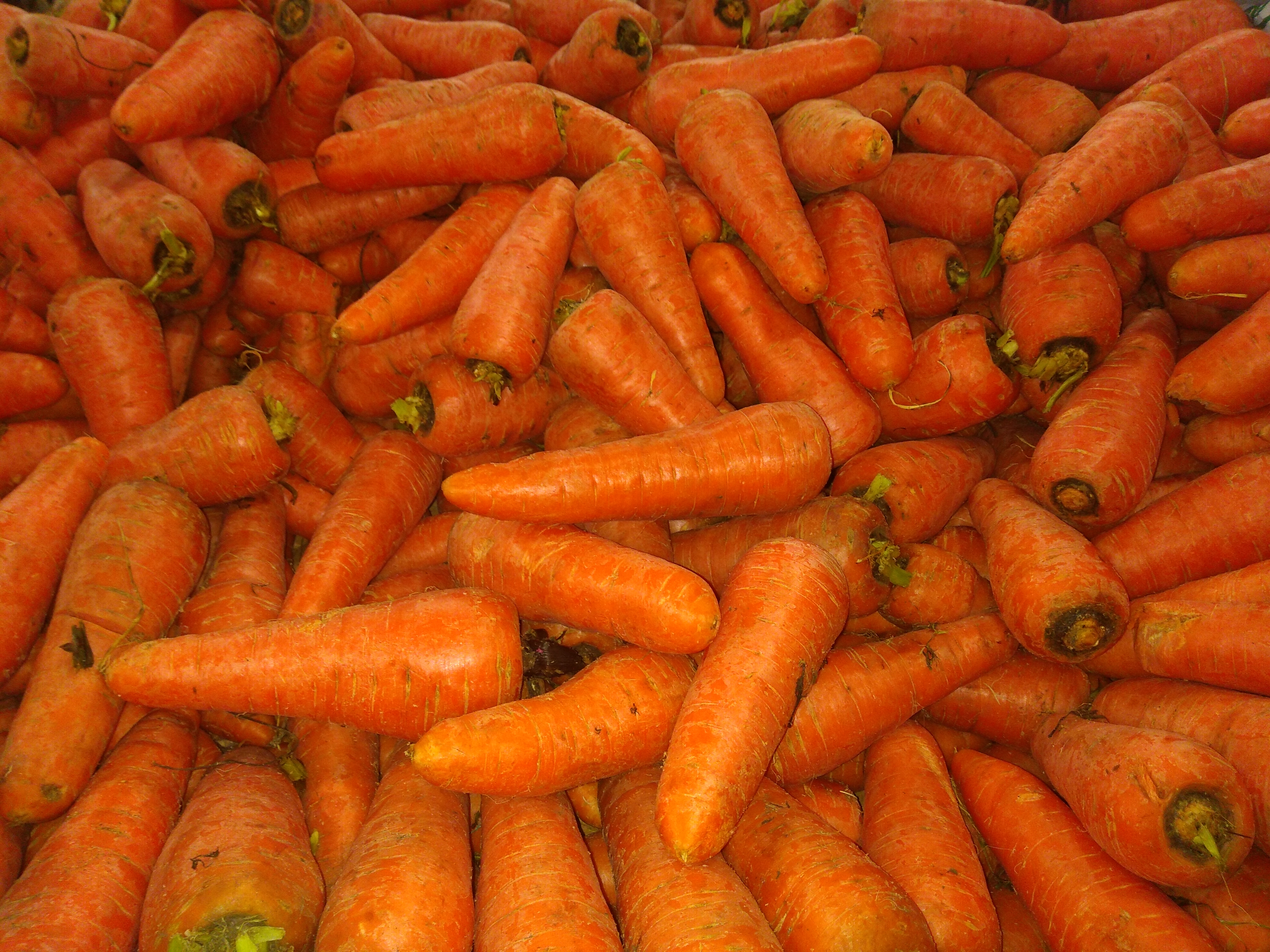 Zanahoria