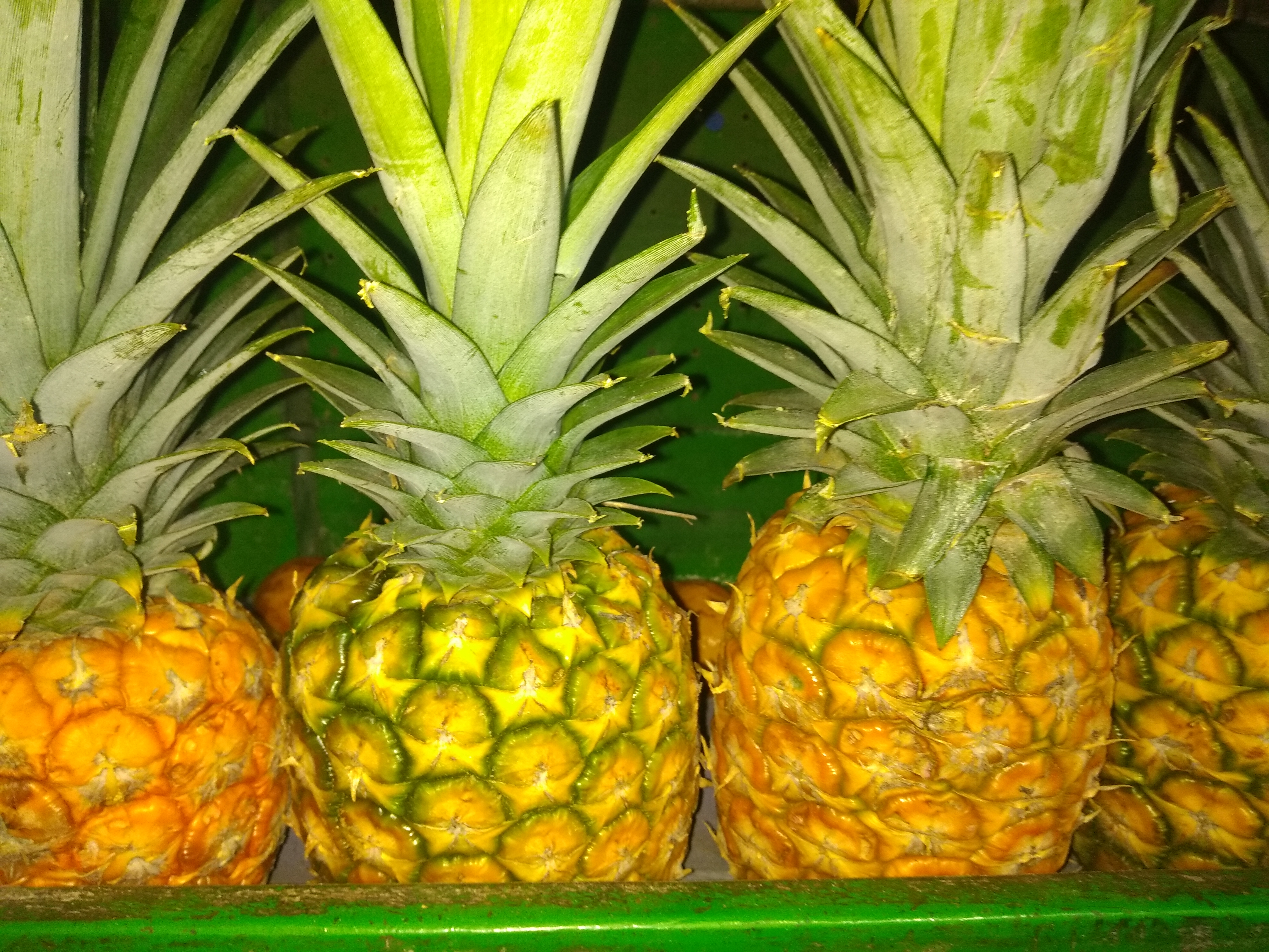 Piña oro miel