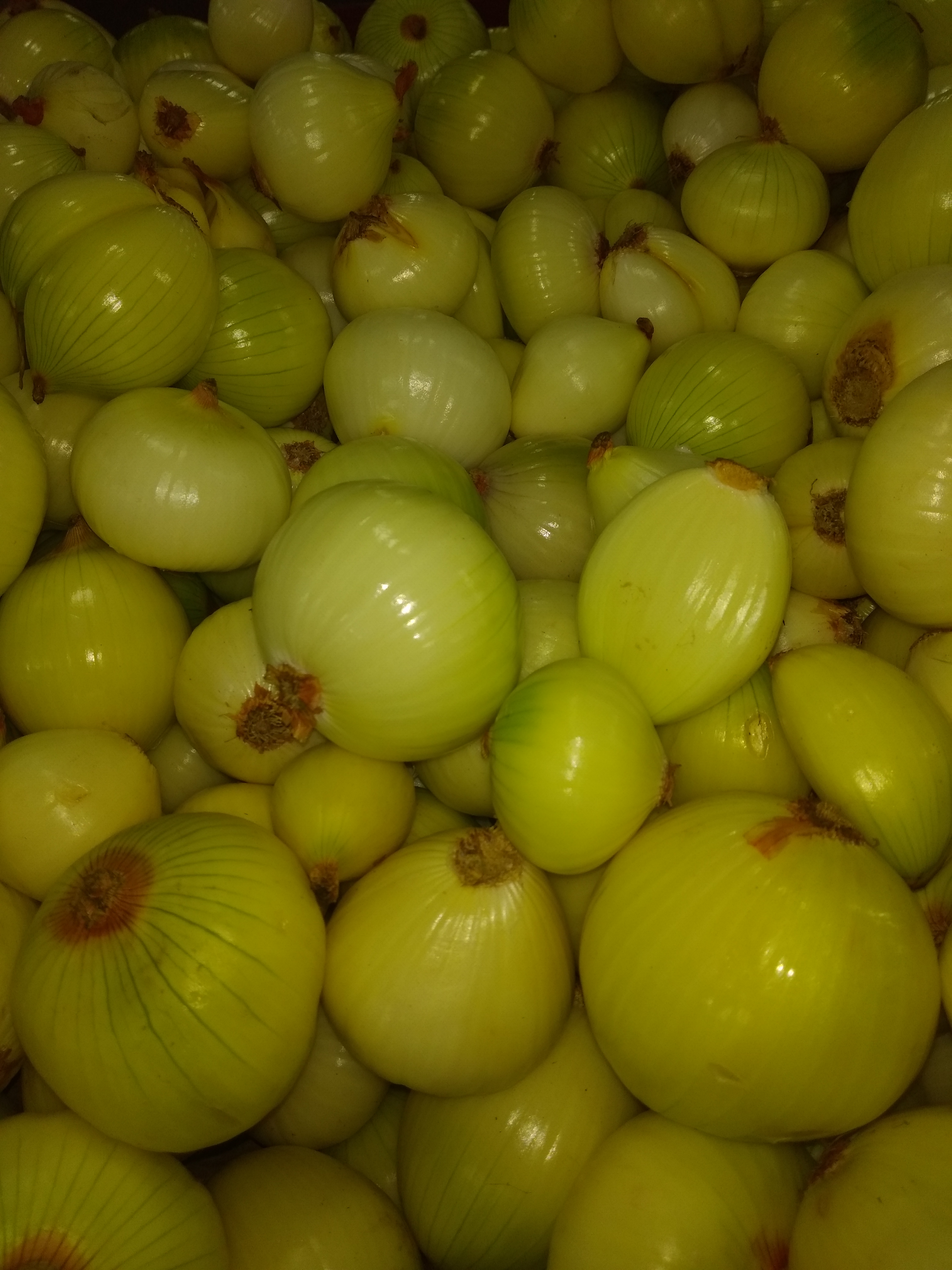 Cebolla blanca