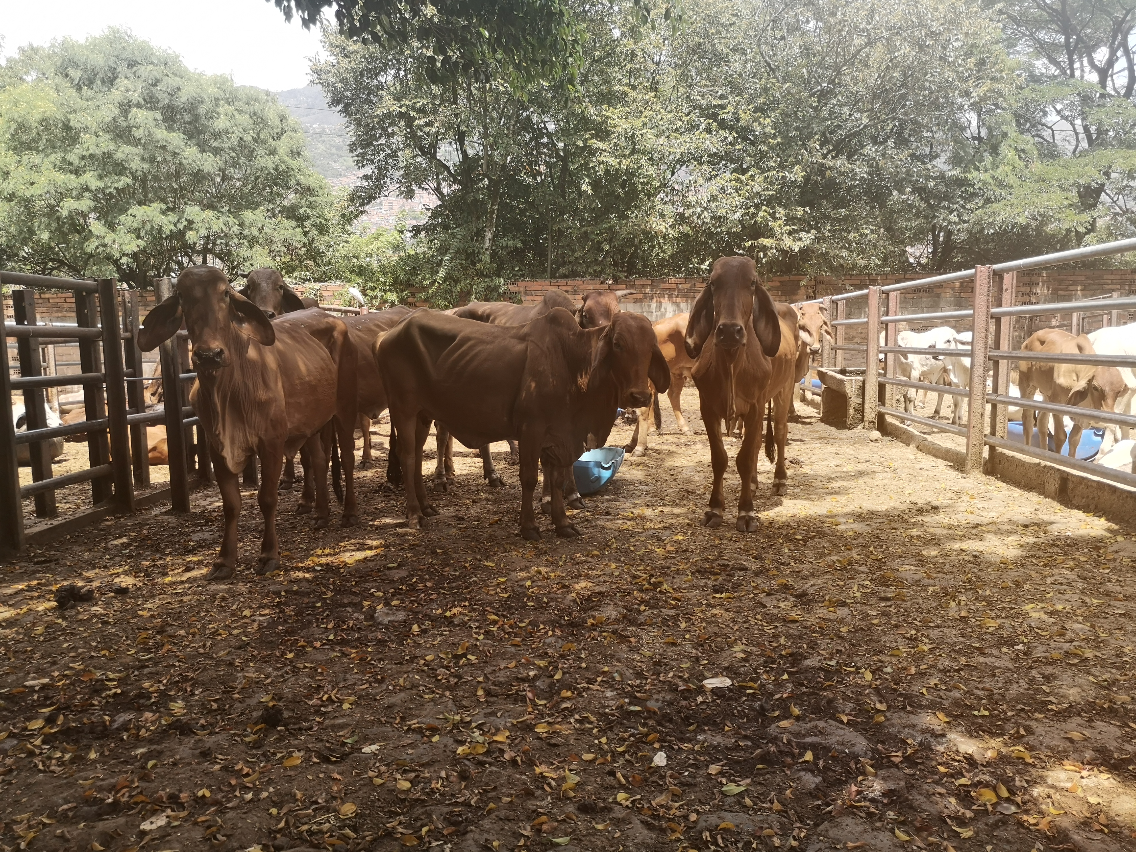 Vacas Brahman Rojo