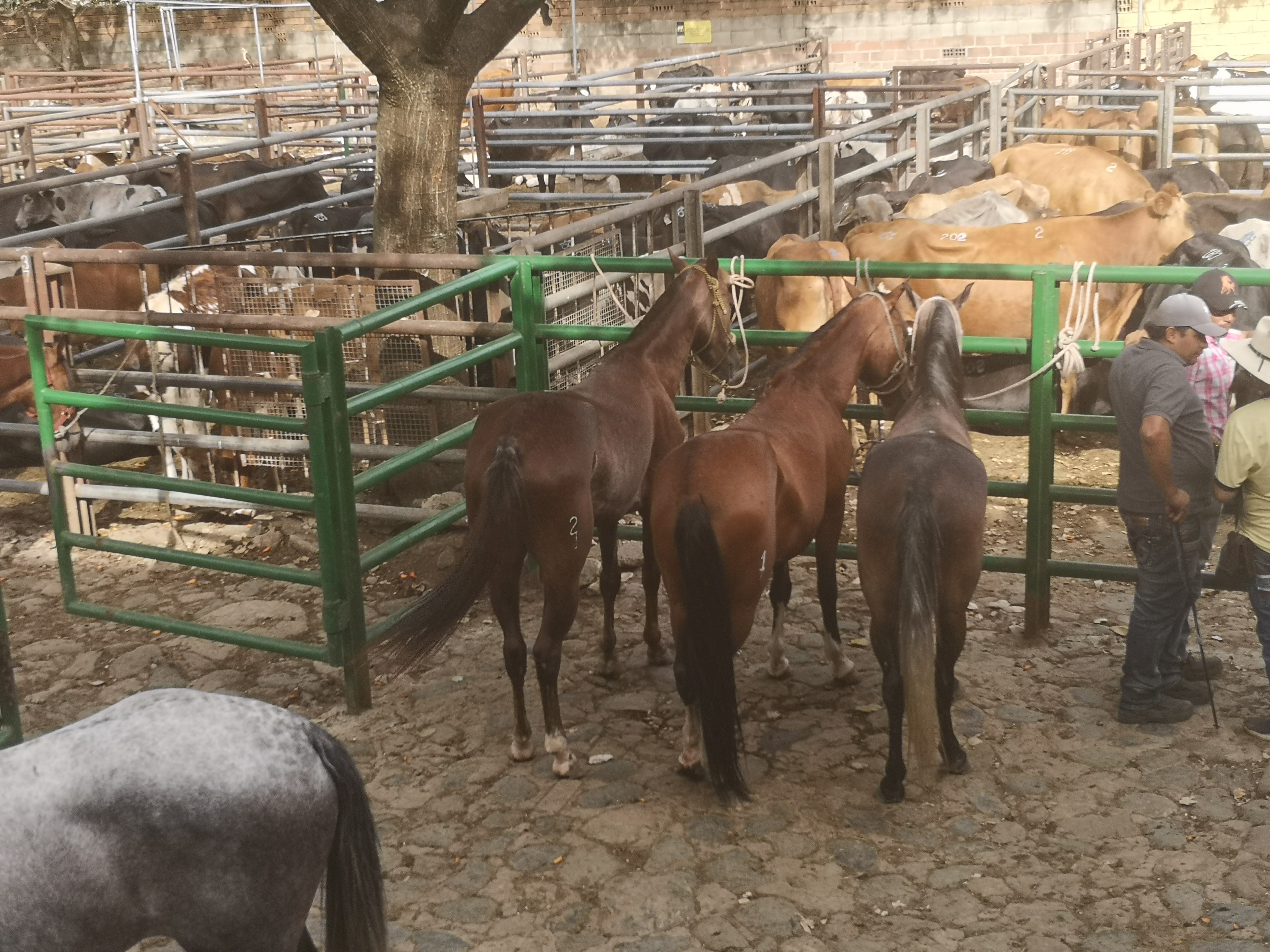 Yeguas de Trabajo