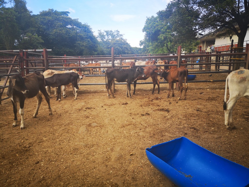 Lote de Terneros y Terneras de levante