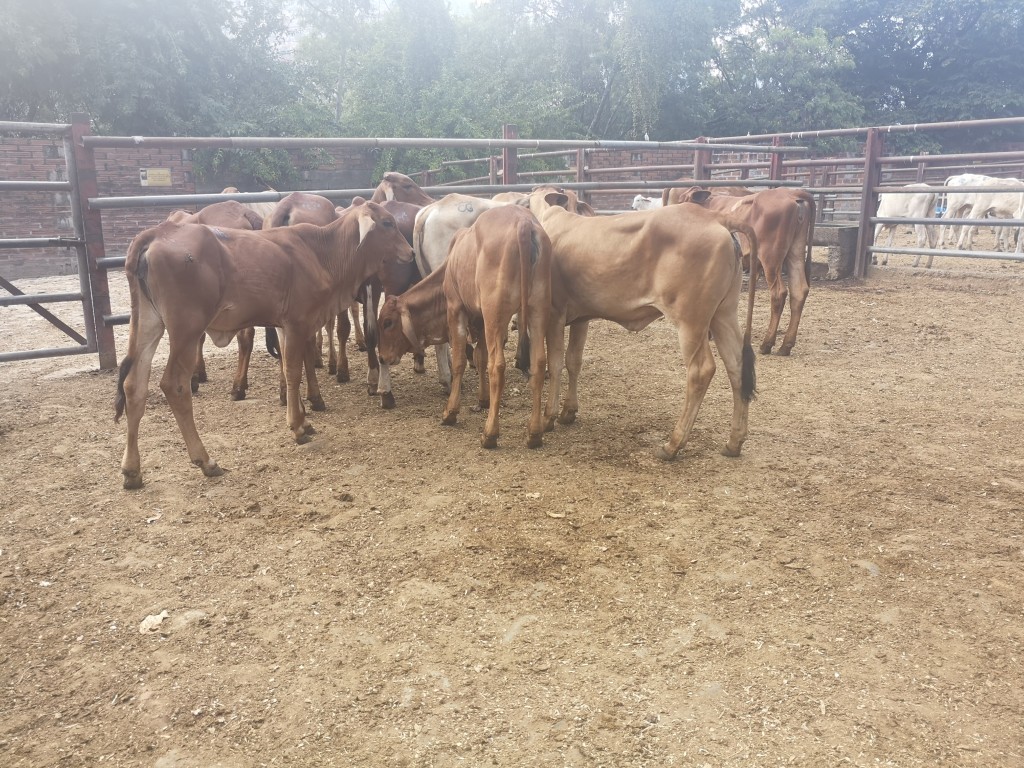 Terneras de levante Brahman Rojo comercial