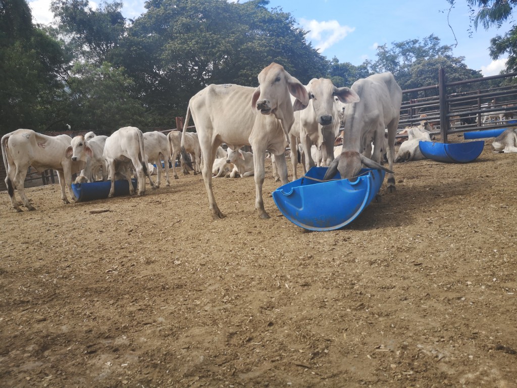Terneras de levante  Brahman Blanco comercial