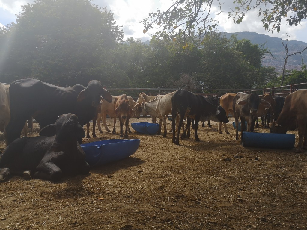 Machos de Levante comercial 200kg aprox