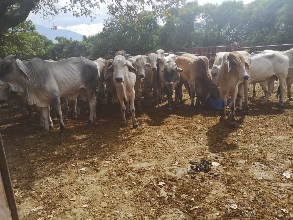 Machos para ceba cebú comercial