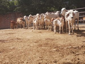 Lote de Atados ternerada Hembras y Machos