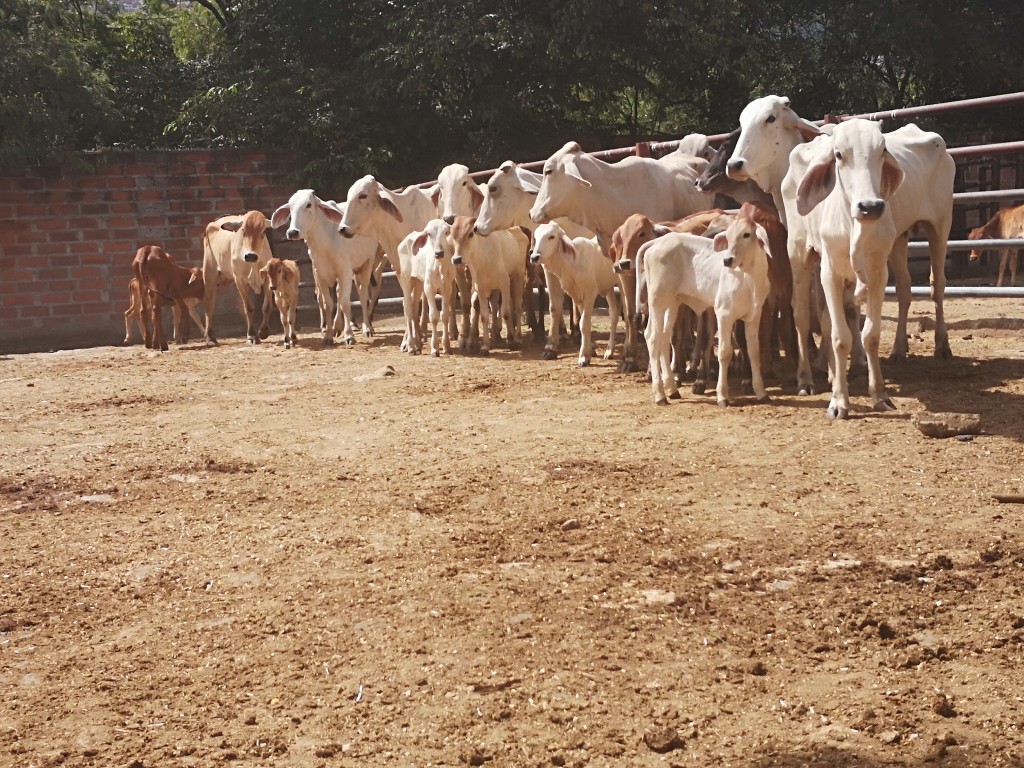 Lote de Atados ternerada Hembras y Machos