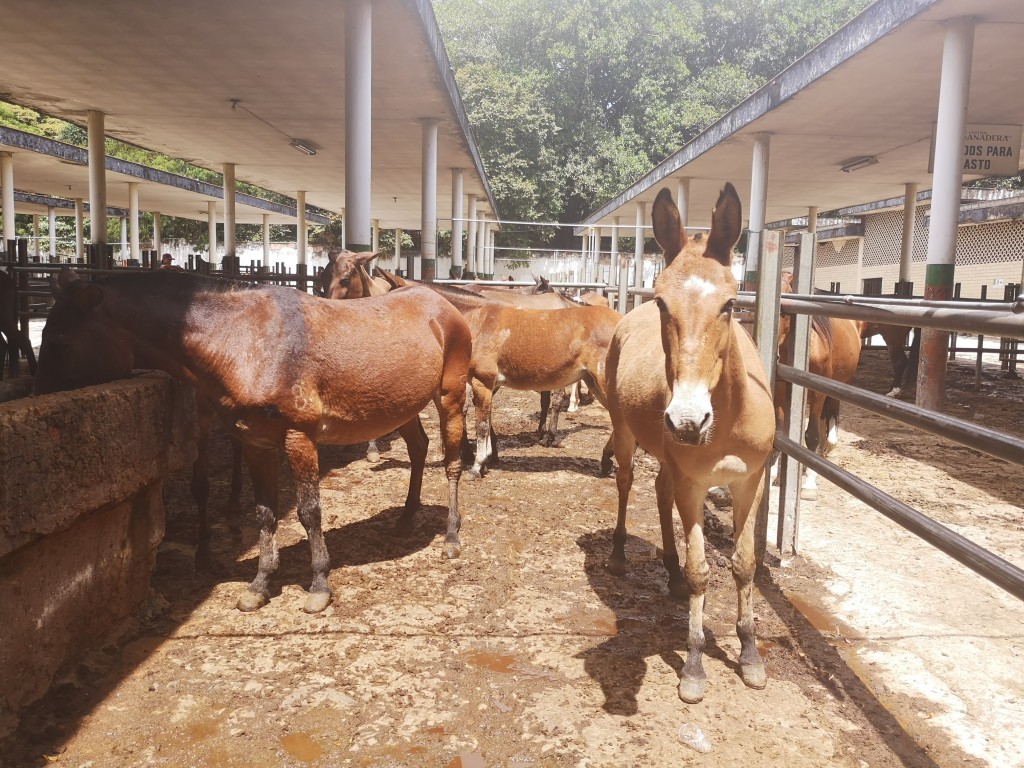 Mulas y muletos para trabajo