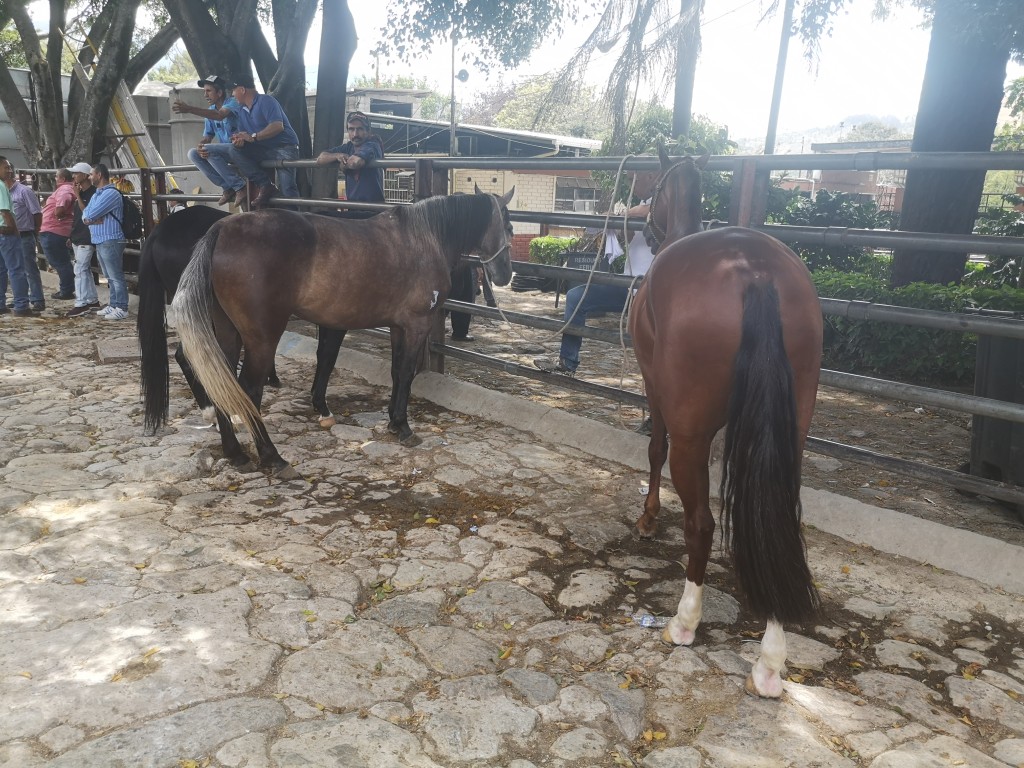 Yegua Fina y Caballo troton