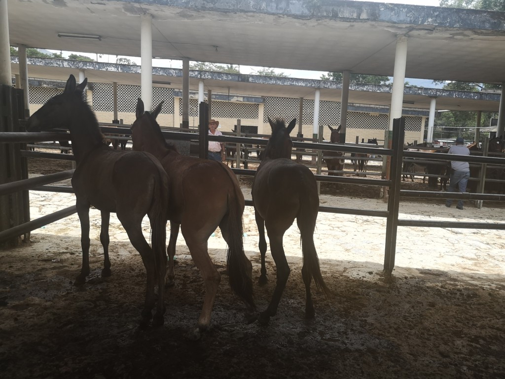 Muletos cerreros