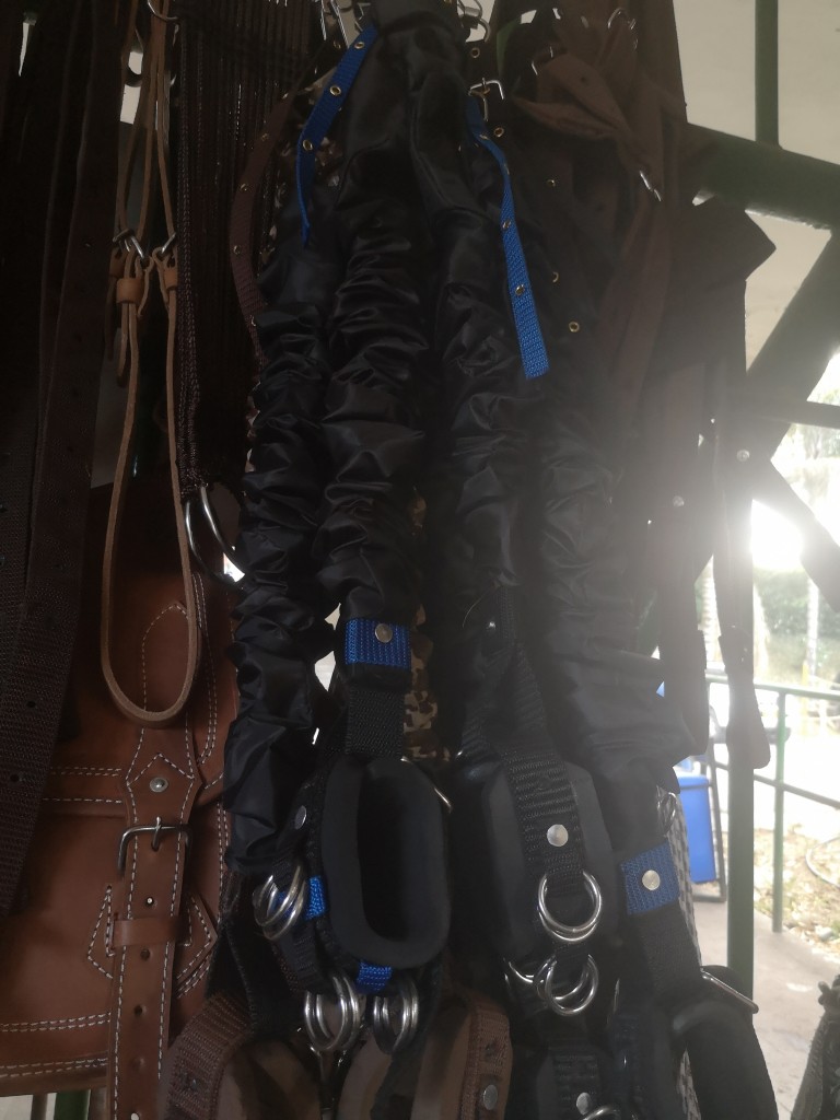 Elásticos para entrenamiento equino