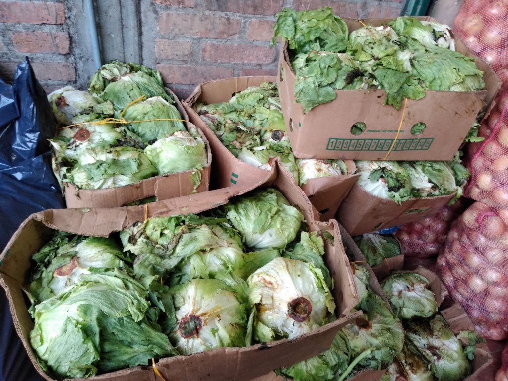 Lechuga