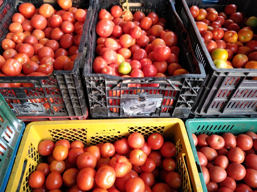 Tomate chonto
